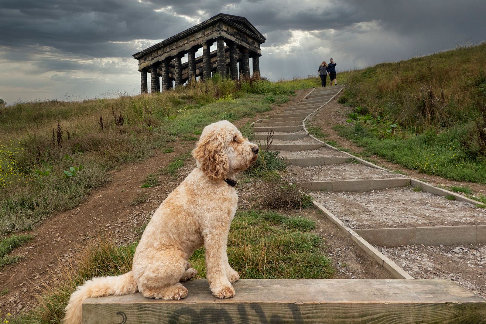 The adventures of Mr Brodie Dad's... - Brodie the Cockapoo | Facebook