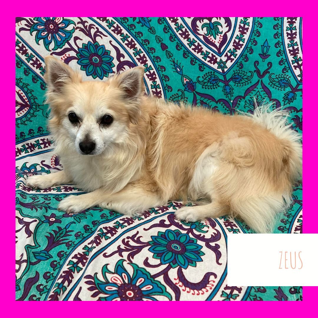 SSRdogs.org.au - 🥰 WELCOME ZEUS 🥰 A new darling (and... | Facebook