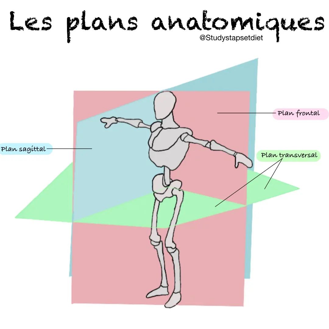 studystaps - Les plans et axes anatomiques Les plans...
