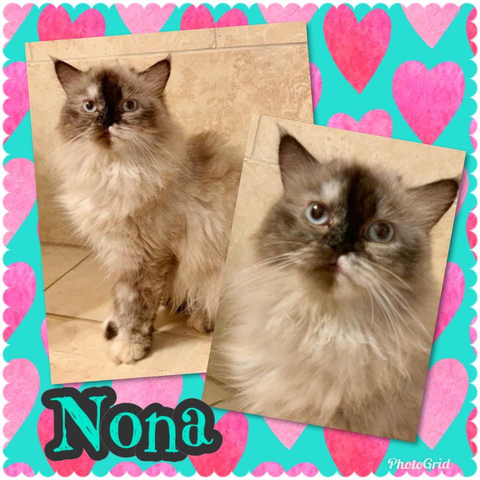 ️ADOPTED!!! ️ 💕NONA is a... - Specialty Purebred CAT Rescue | Facebook