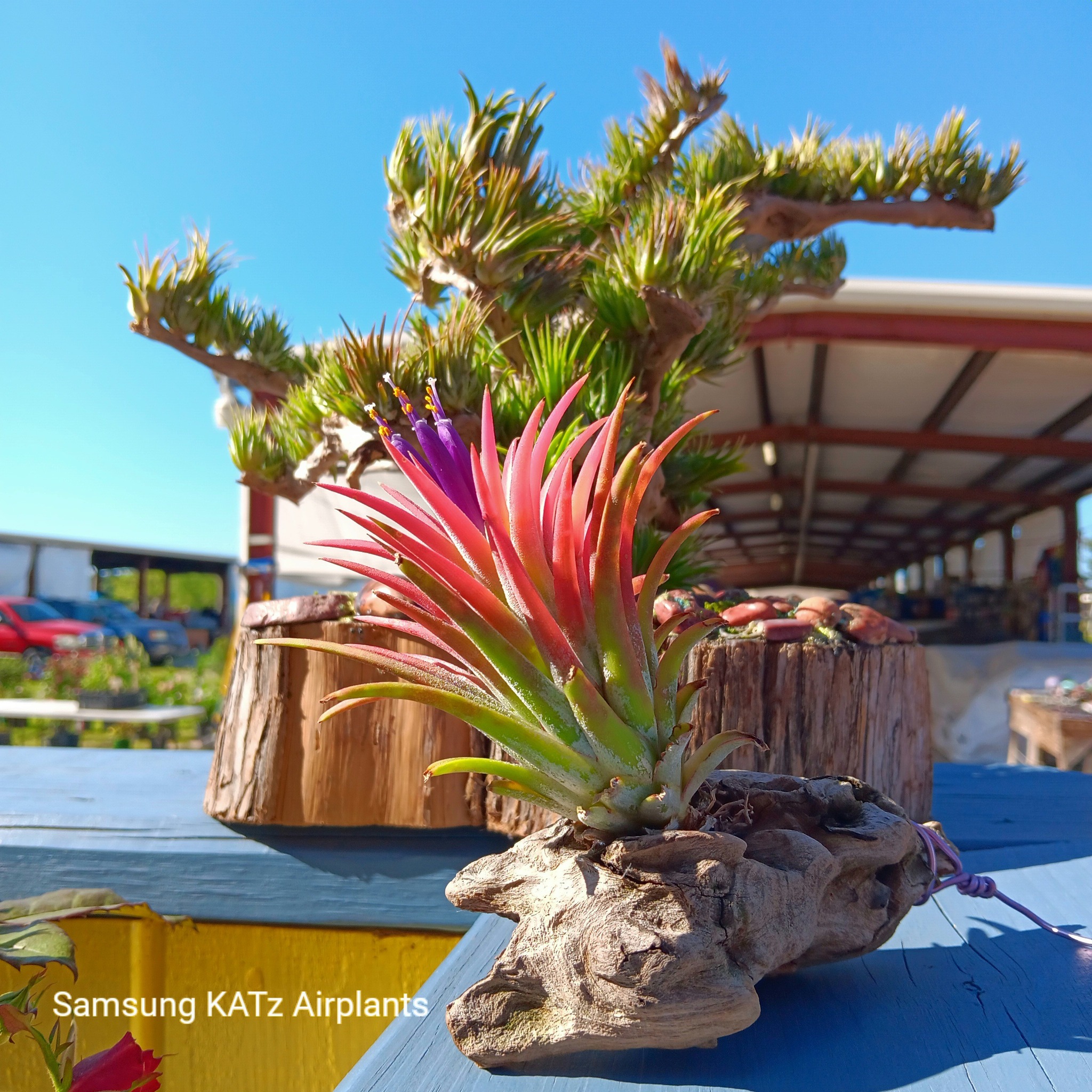 Tillandsia ionantha 'Hedgehog' The infamous ionantha that can be