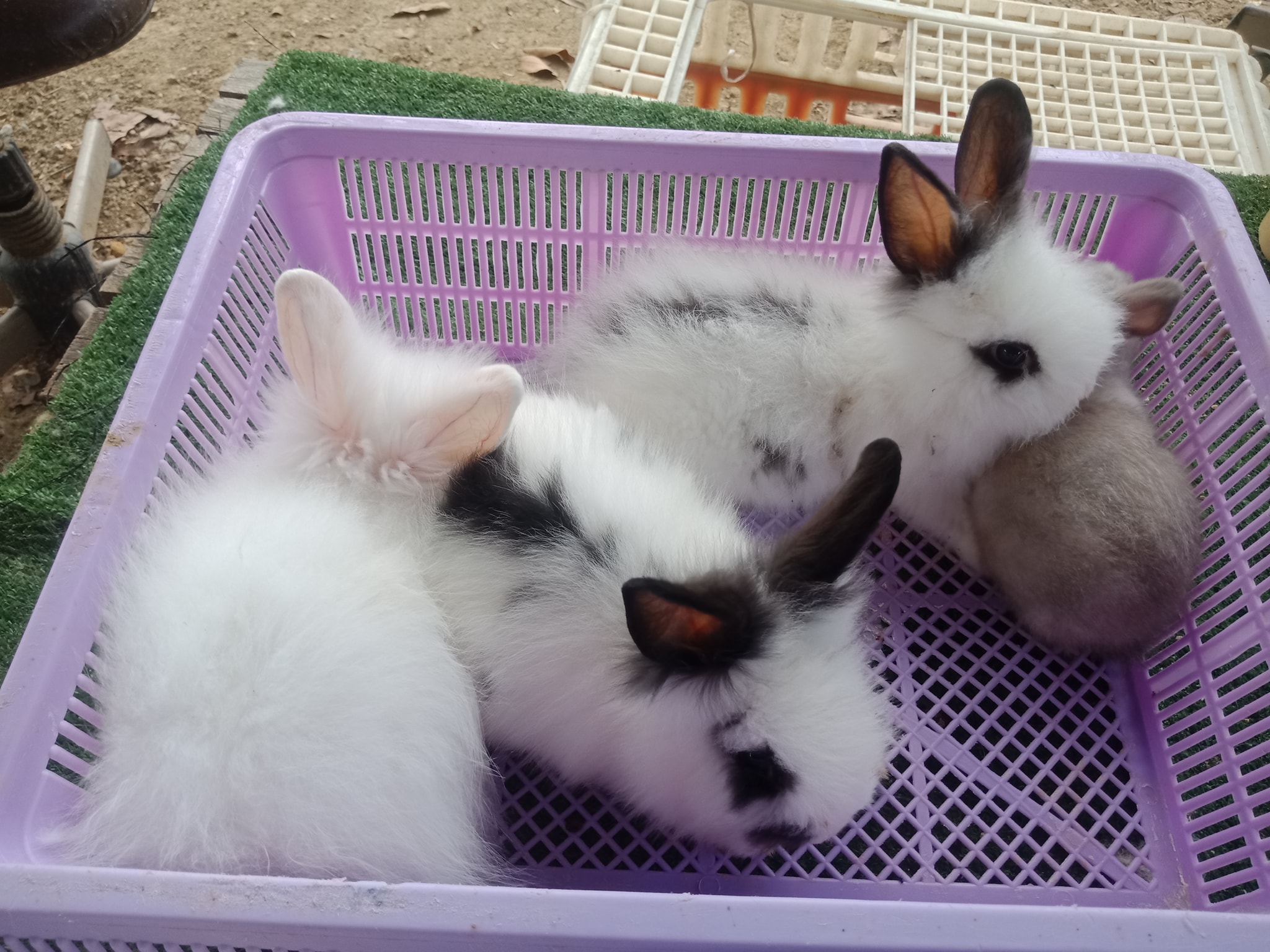 JB Rabbit ฟารม์กระต่ายเชียงใหม่ | Chiang Mai