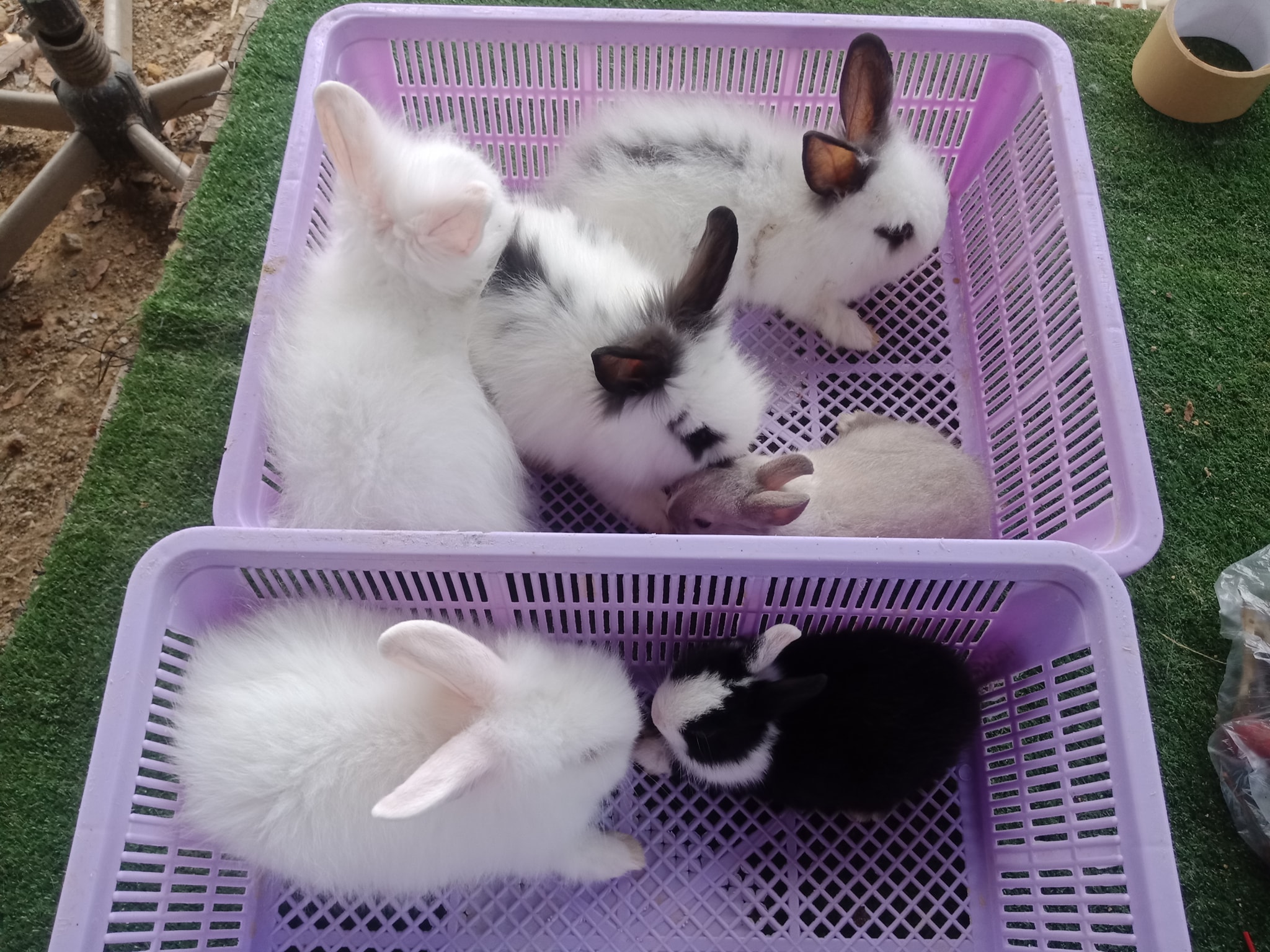 JB Rabbit ฟารม์กระต่ายเชียงใหม่ | Chiang Mai