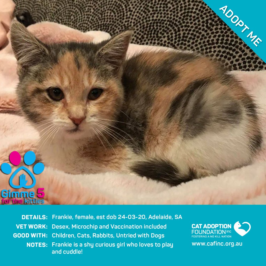 Photo inspiration: Visual Reference: Cat Adoption Foundation Ready For Adoption Frankie Desexing Microchipping Vaccination