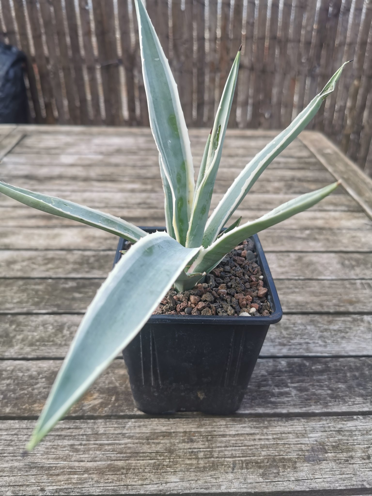 Agave Macroacantha variegated