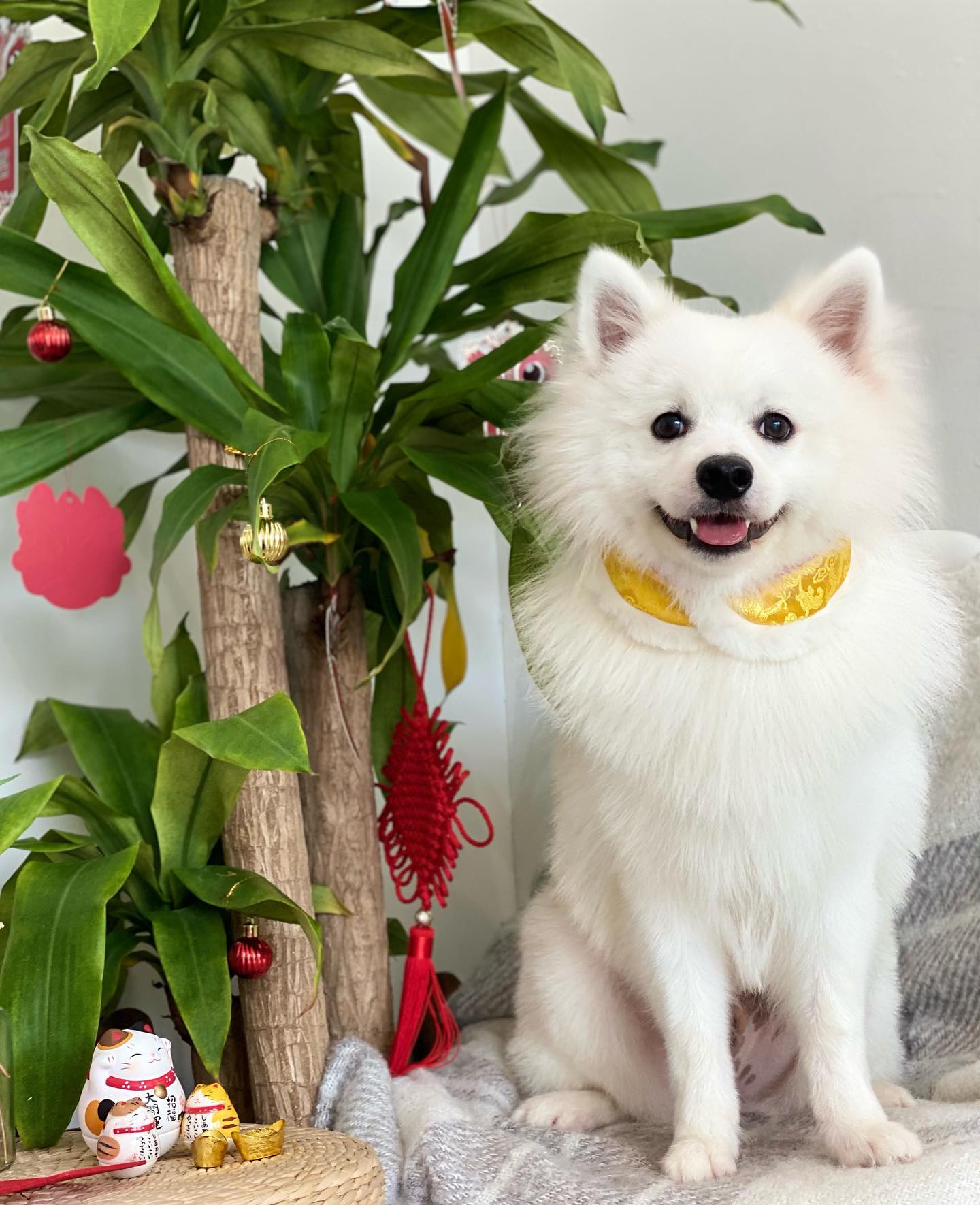 正月初九 9th Of Lunar New Pawparazzi Pet Grooming Salon Facebook