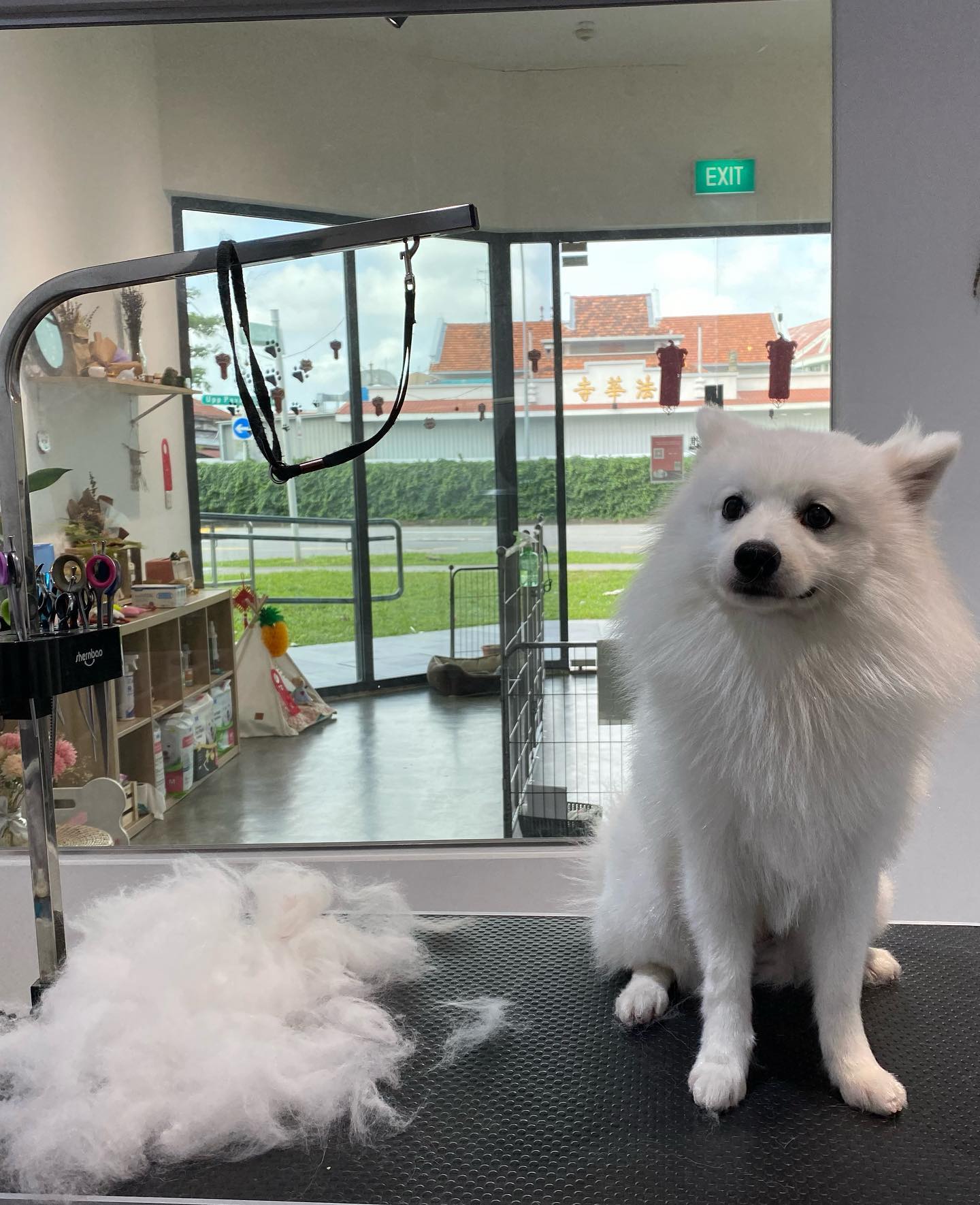 正月初九 9th Of Lunar New Pawparazzi Pet Grooming Salon Facebook