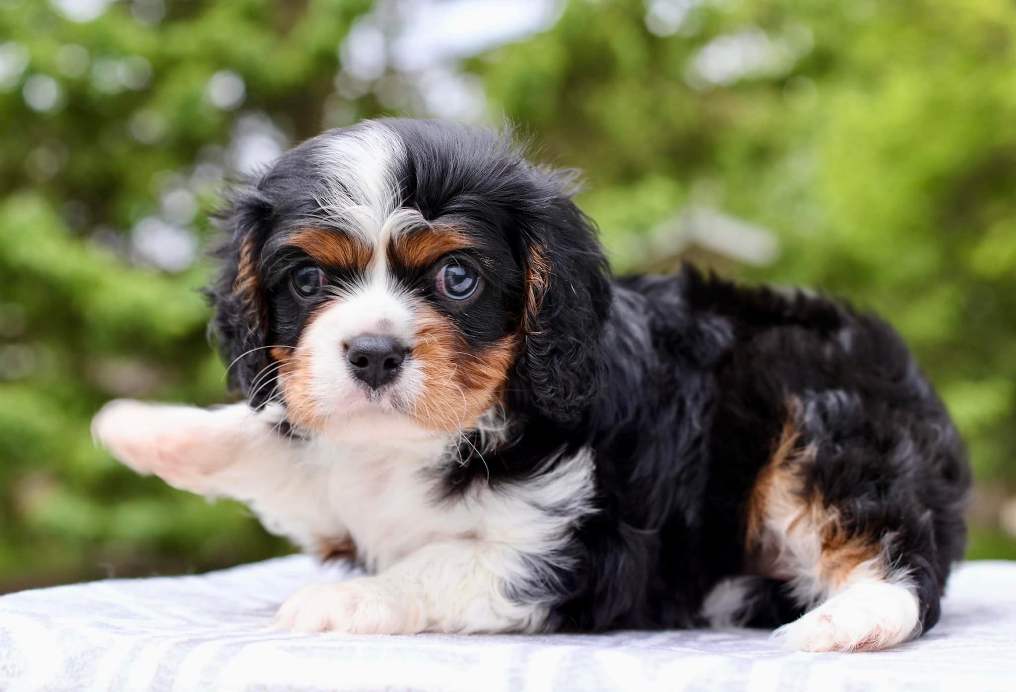 cavalier-king-charles-spaniel-for-adoption-near-me-facebook