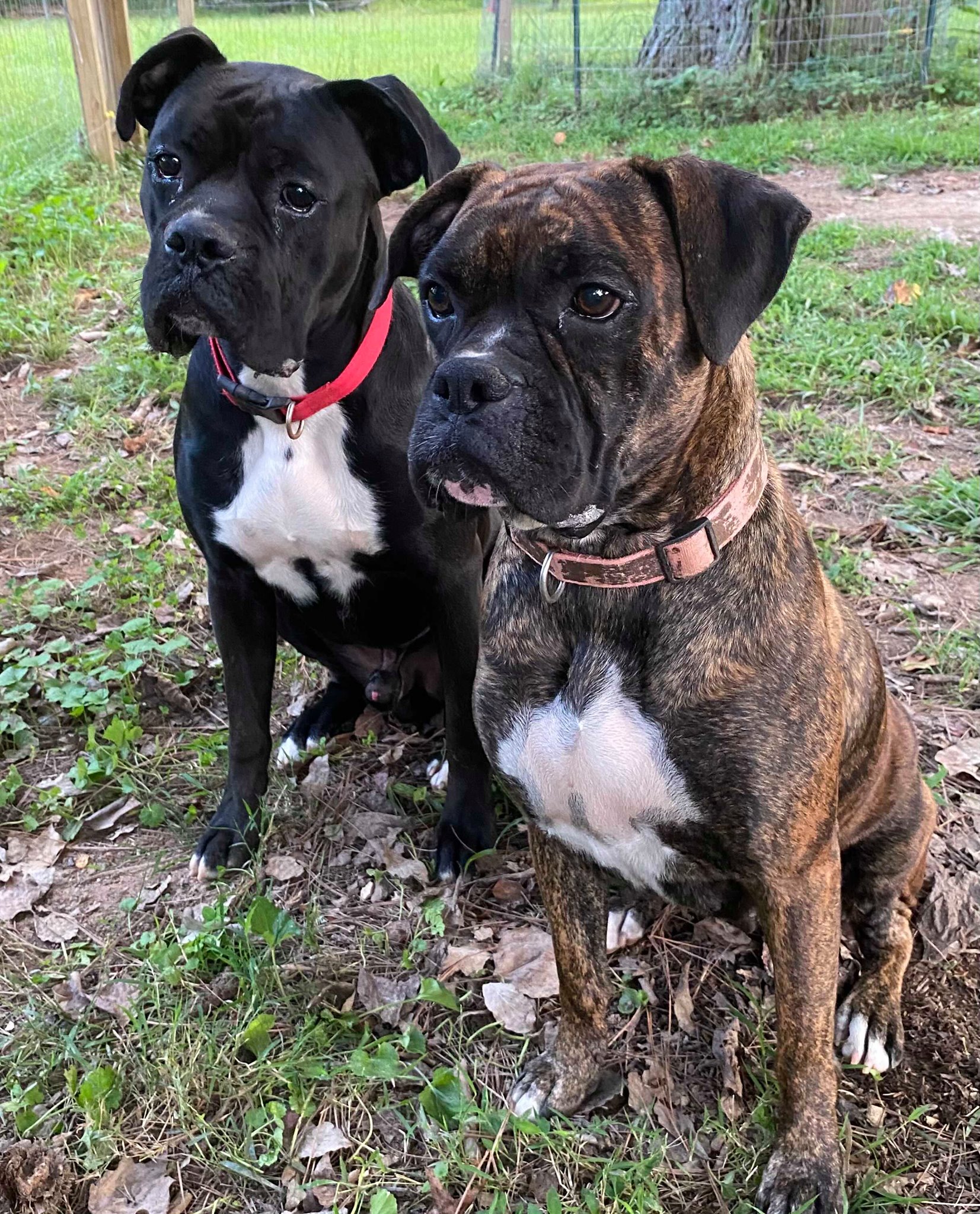 Benson’s Boxers in AZ - We have 5 puppies so far (the most recently ...