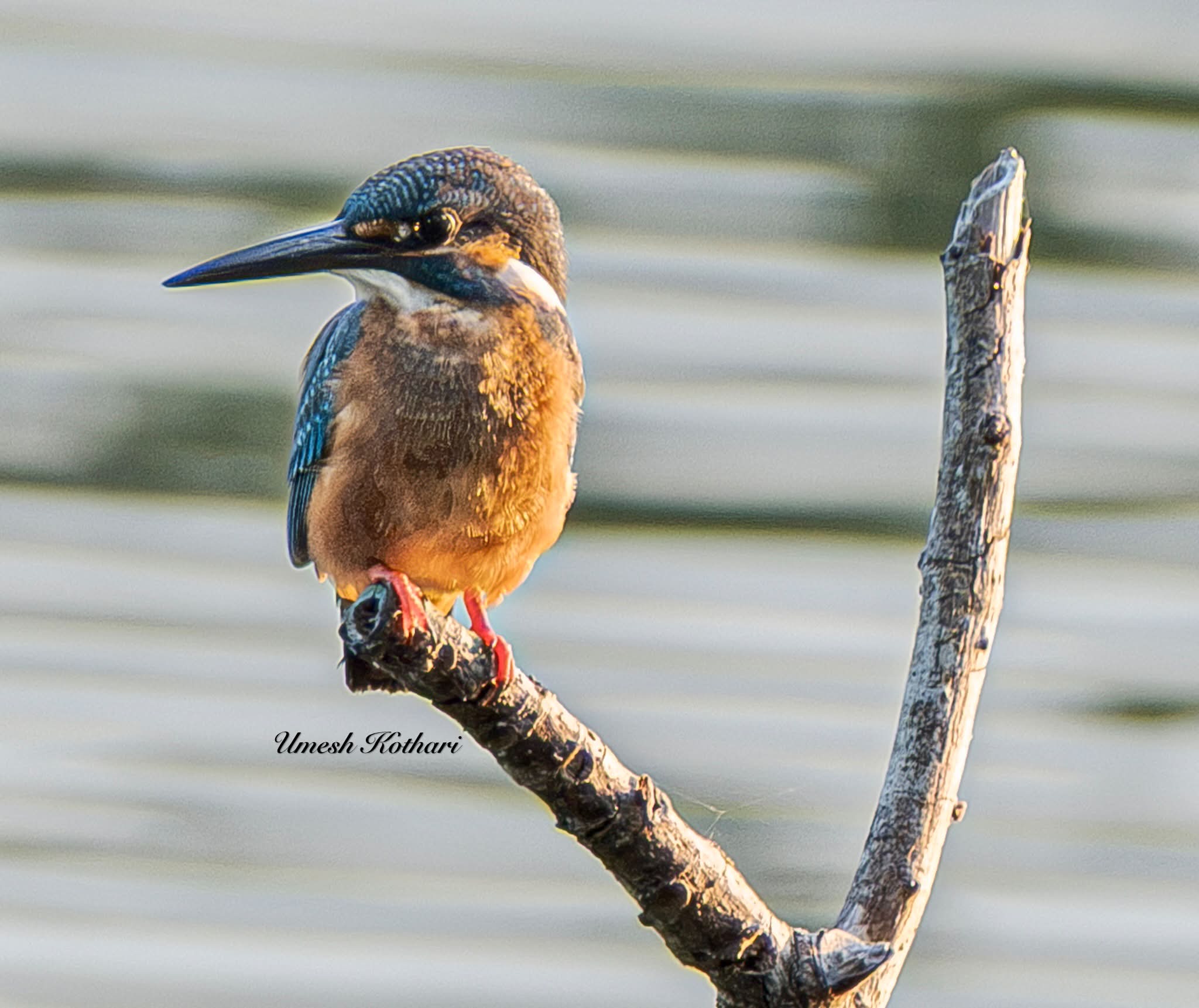 Kingfisher in Kerala, India, captured with Fujifilm XT5