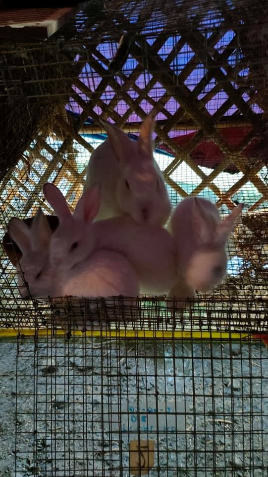For REHOME🐰🐰🐰 Sa mga gusto mag... - Amir clyde Rabbitat'z | Facebook