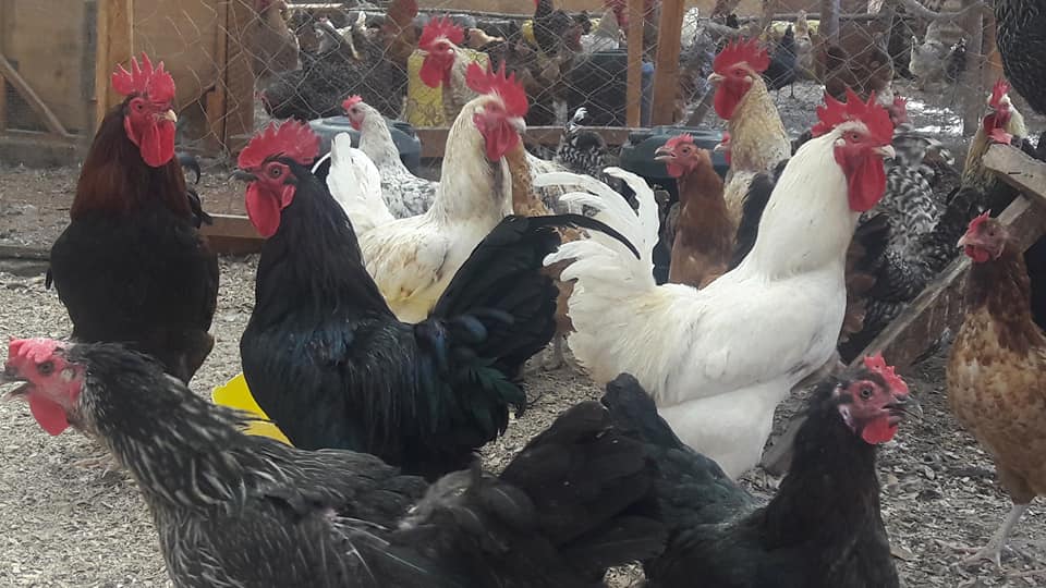 Olnjoro Poultry Farms