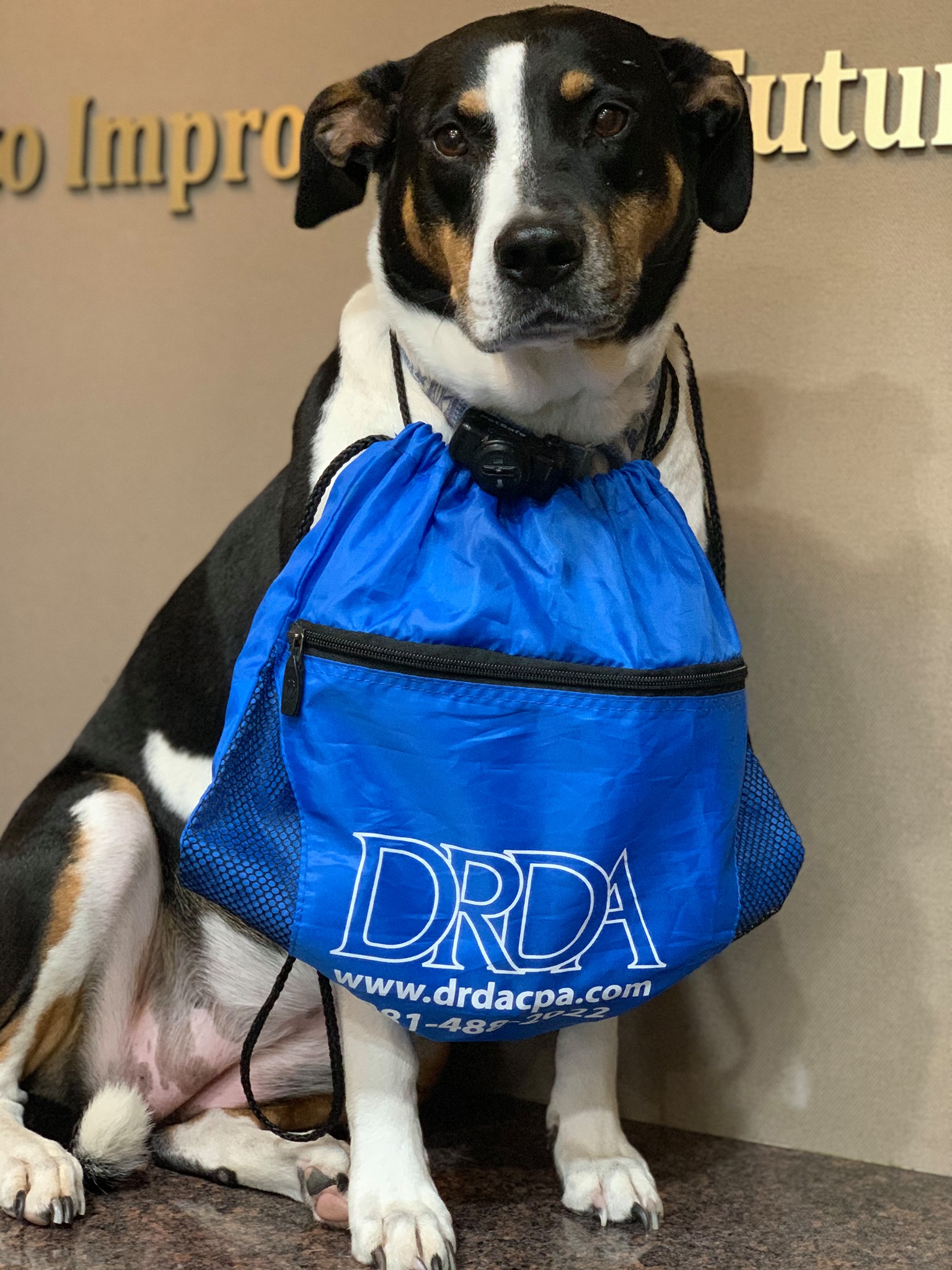 DRDA CPAs, PLLC - It's National dress up your pet day! We...