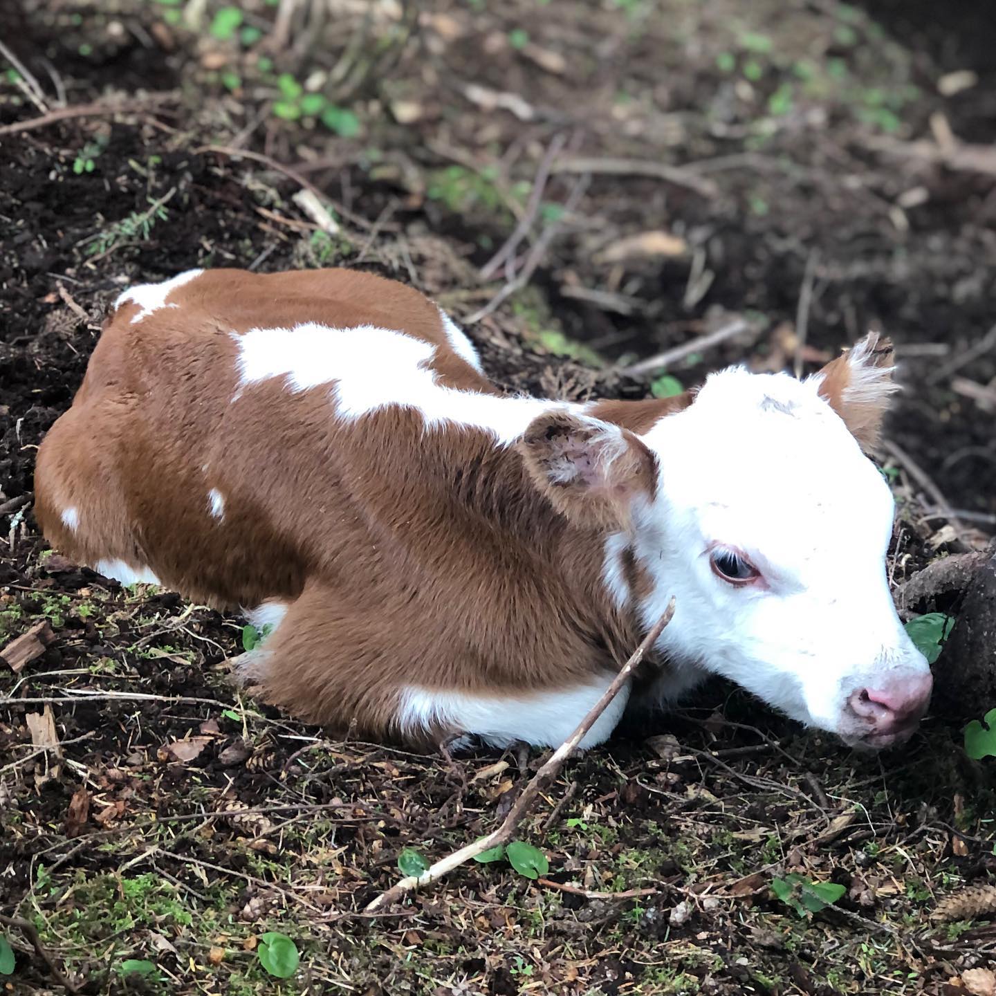 Northern Star Ranch | Nehalem OR