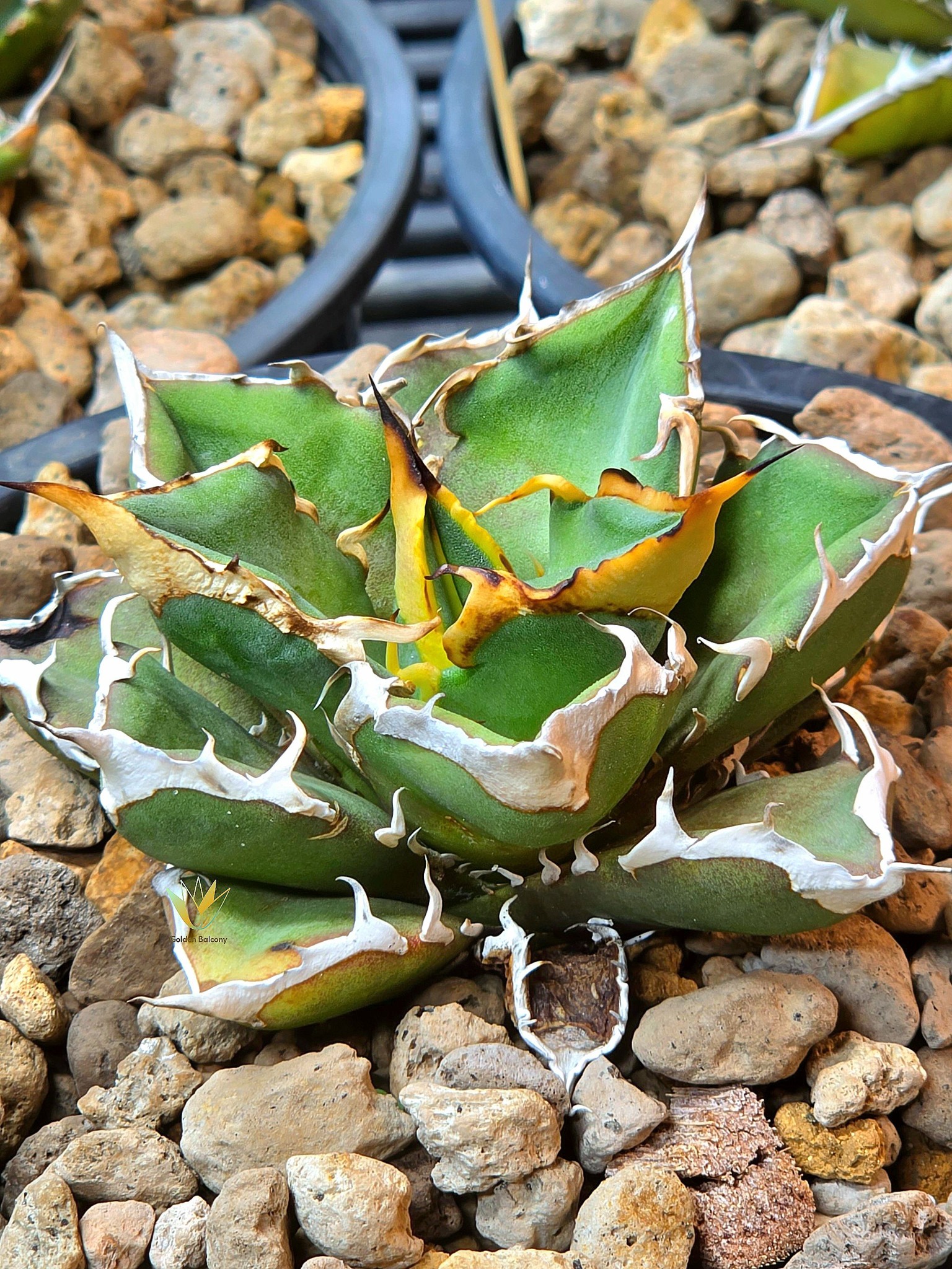 Oteroi Seeding very compact big thorn