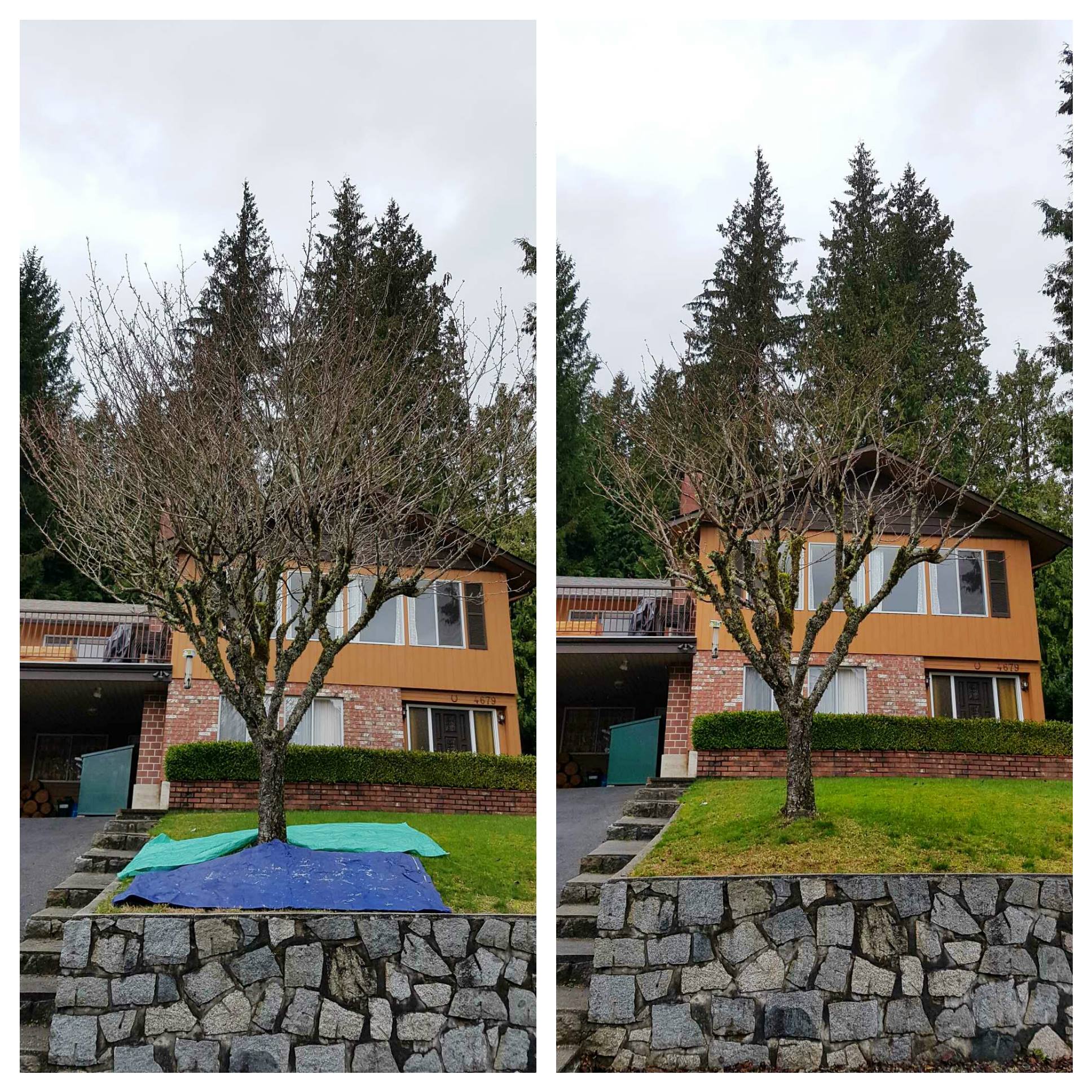 ArborGreen Tree Care Specialists
