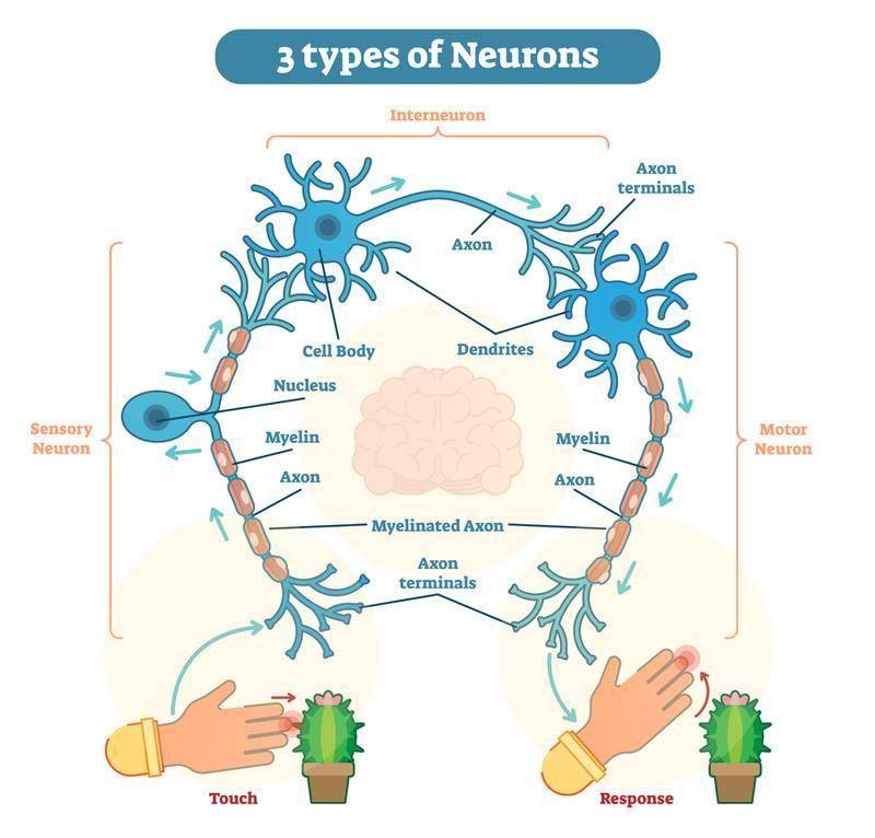 MedicTests.com - All the neurons in the body can be...