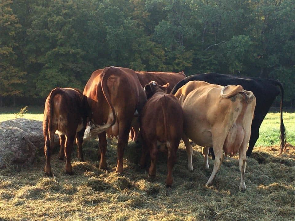 It’s time to stock up for the 4th of... - Three Maples Farm