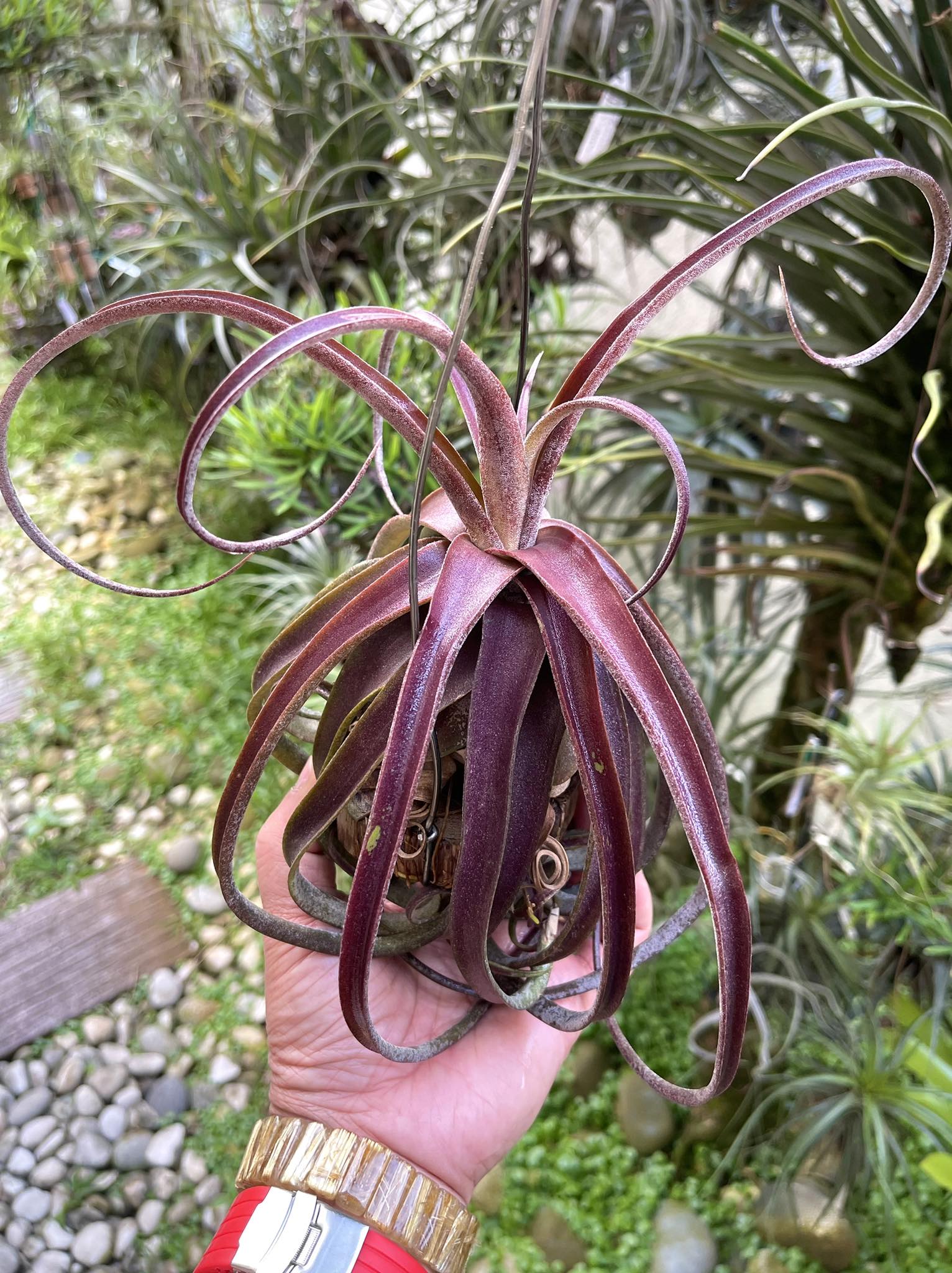 Tillandsia 'Red Robin' (T.streptophylla 'Red Belize' 8262 x T