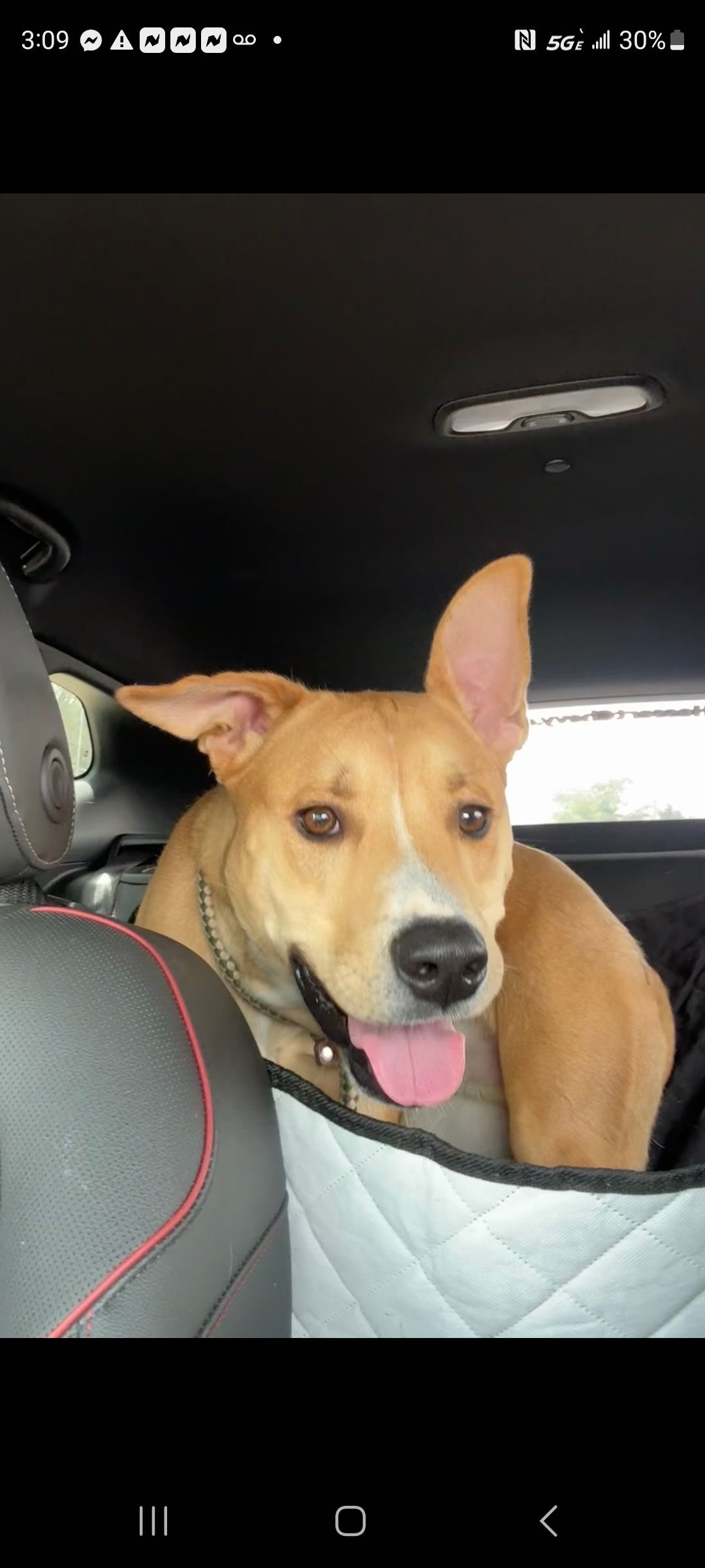 Philly Rescue Angels Seeking Foster or Adopter for Dog Chopper