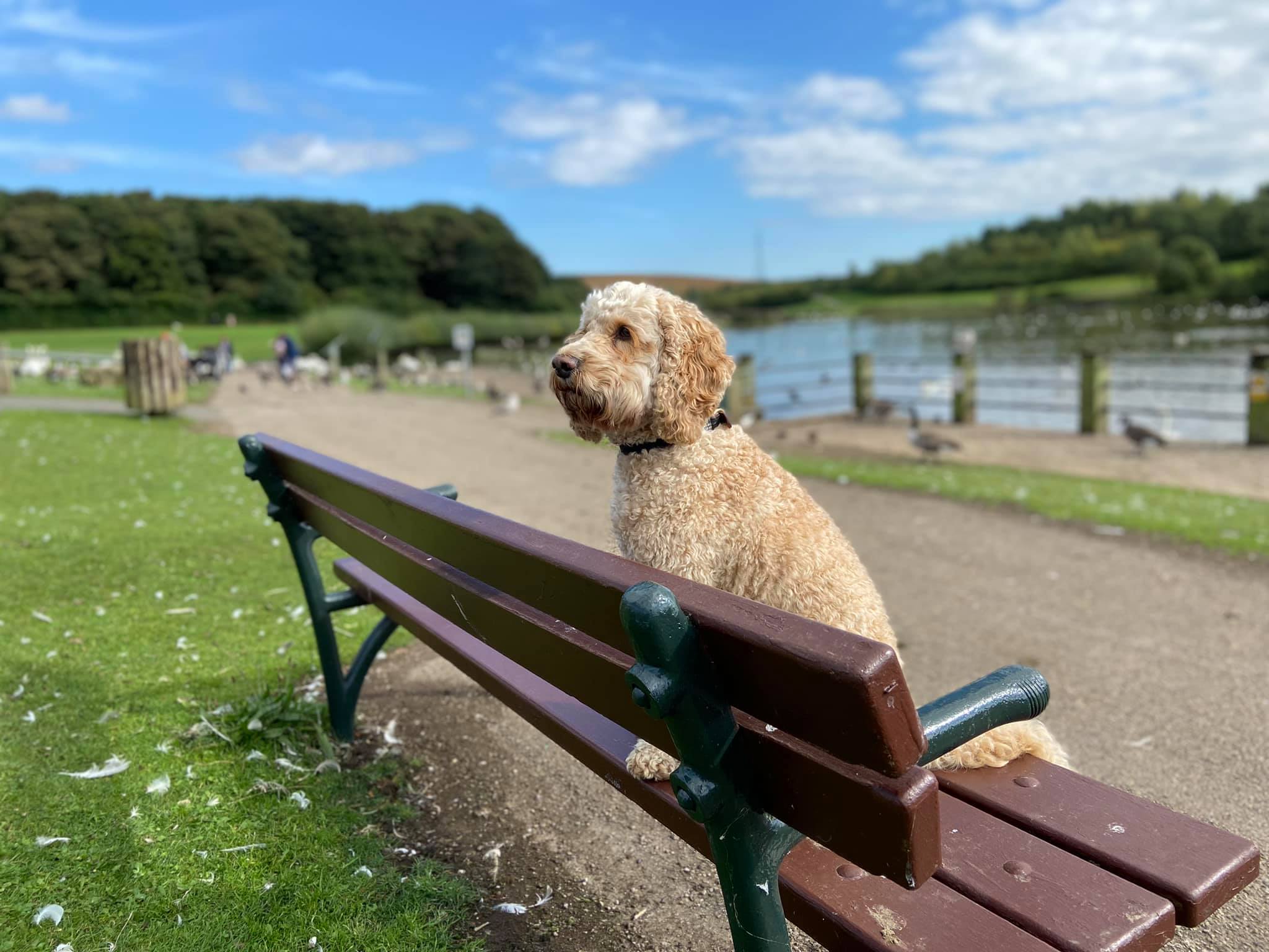 The adventures of Mr Brodie Just... - Brodie the Cockapoo | Facebook