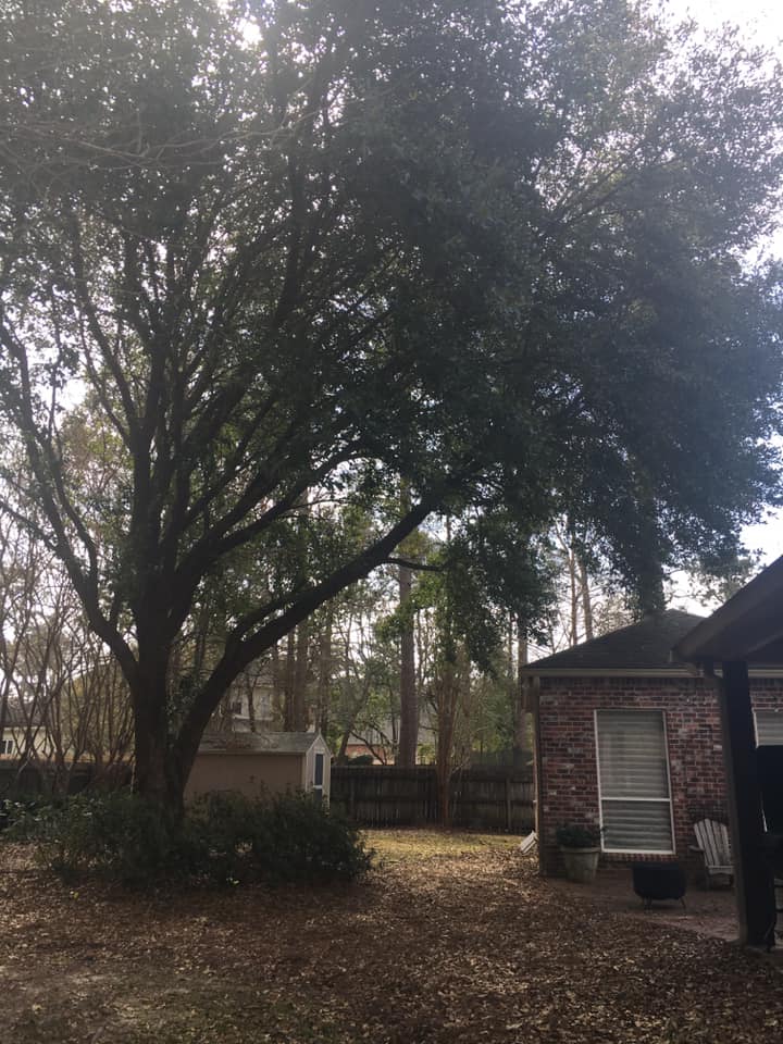Kwik Tree