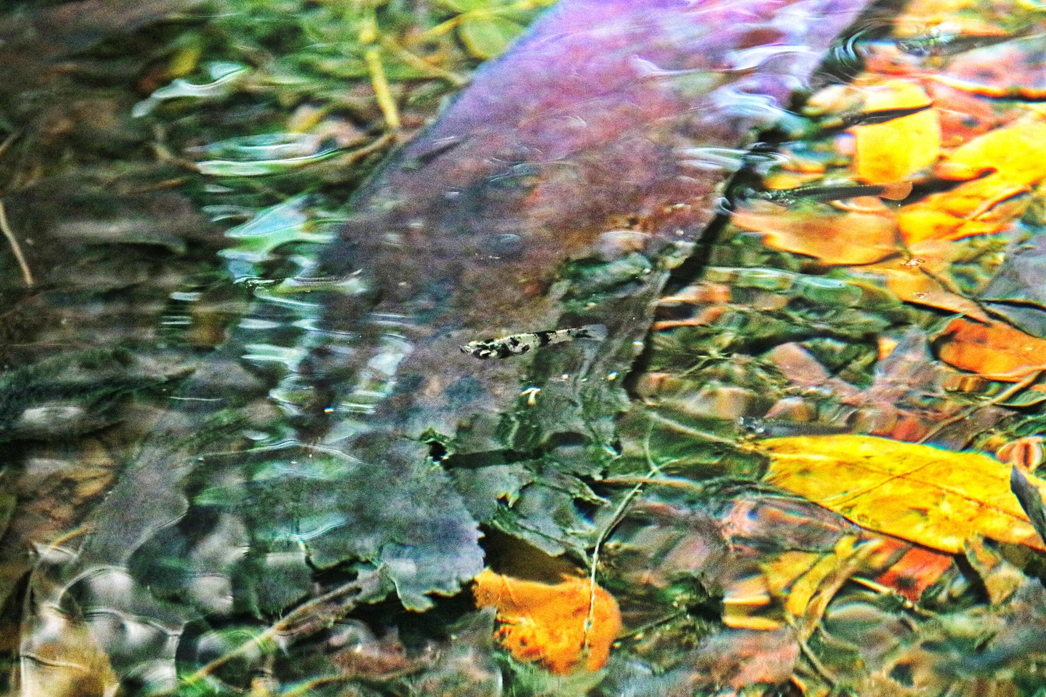 A world of colors in... - Wekiva Wild and Scenic River System