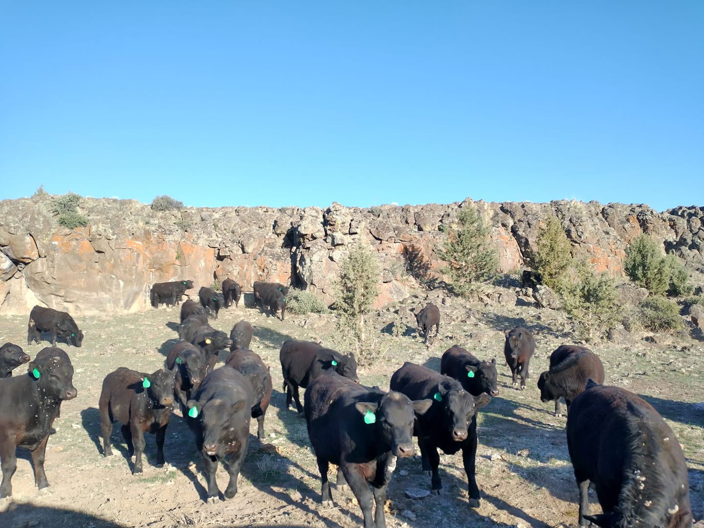 King Farms Cattle Co. | Malin OR