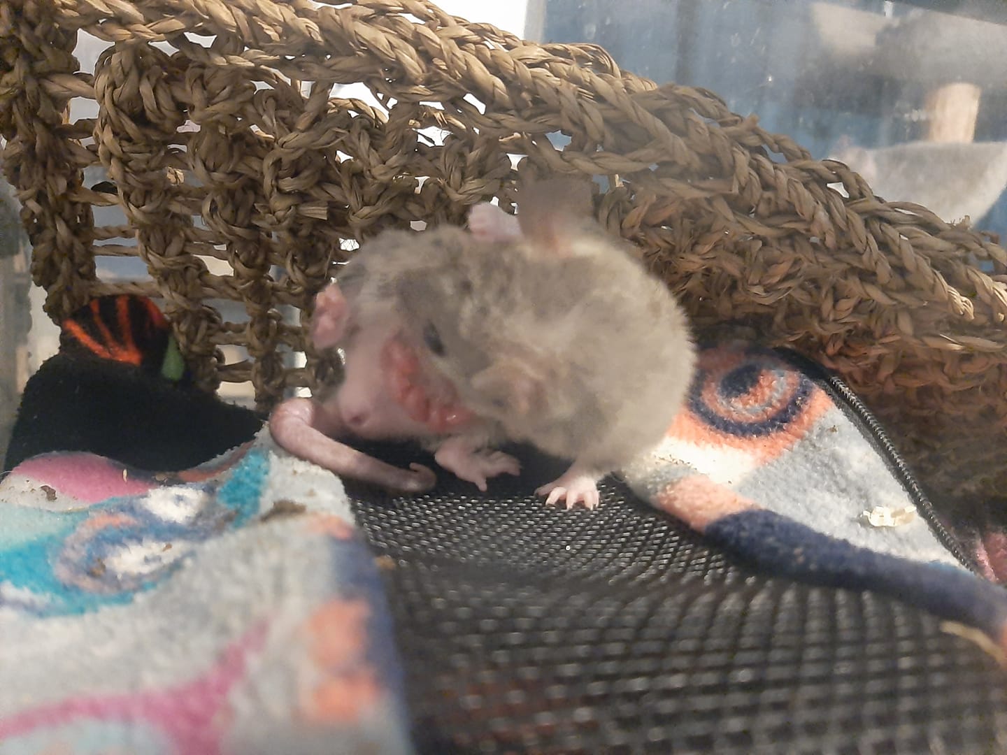 Rat Tales Toledo and Exotics