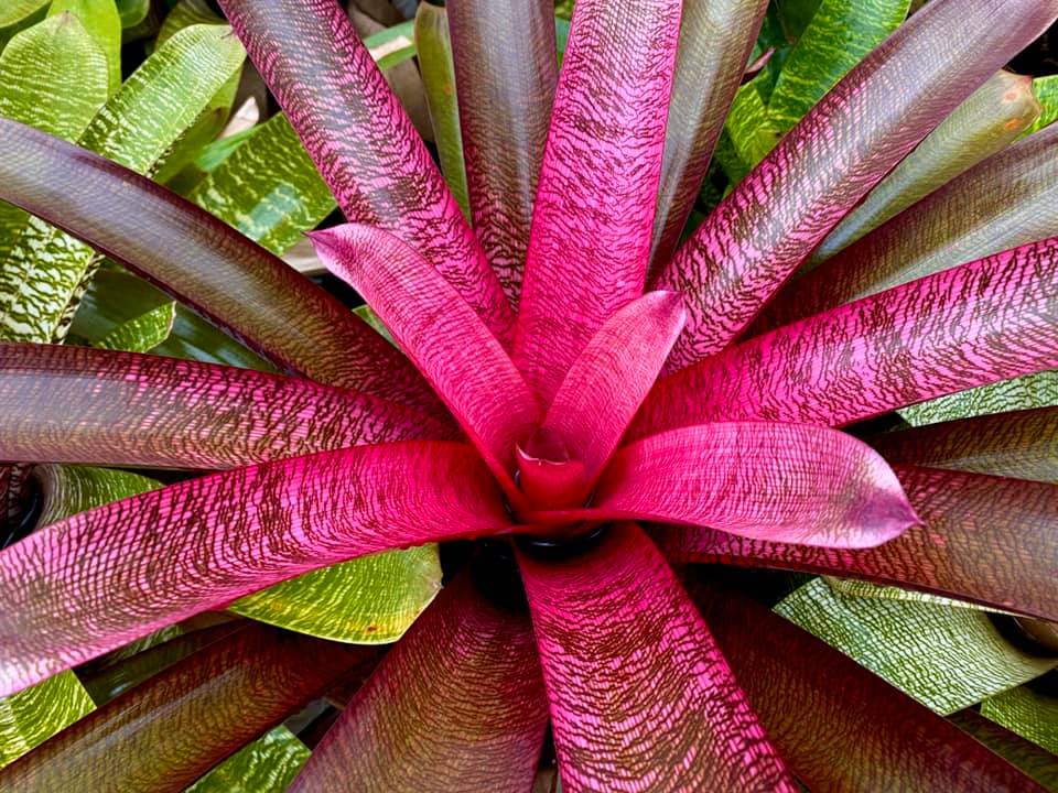 Vriesea Dream catcher x Hawaiian Ruby .