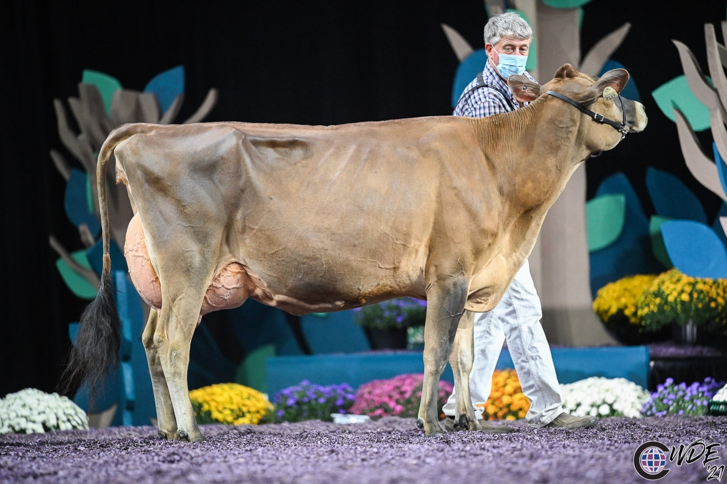 Supreme Champion at the 2026 World Dairy Expo goes to the Jersey