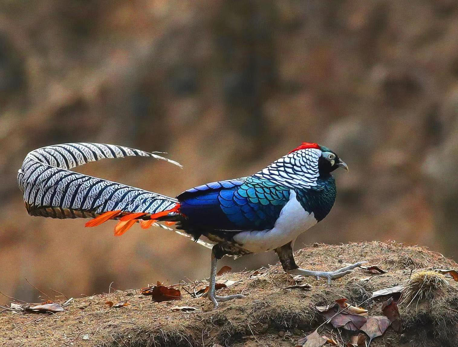 Lin - Lady Amherst's Pheasant (白腹锦鸡,Chrysolophus amherstiae), in Hebei ...