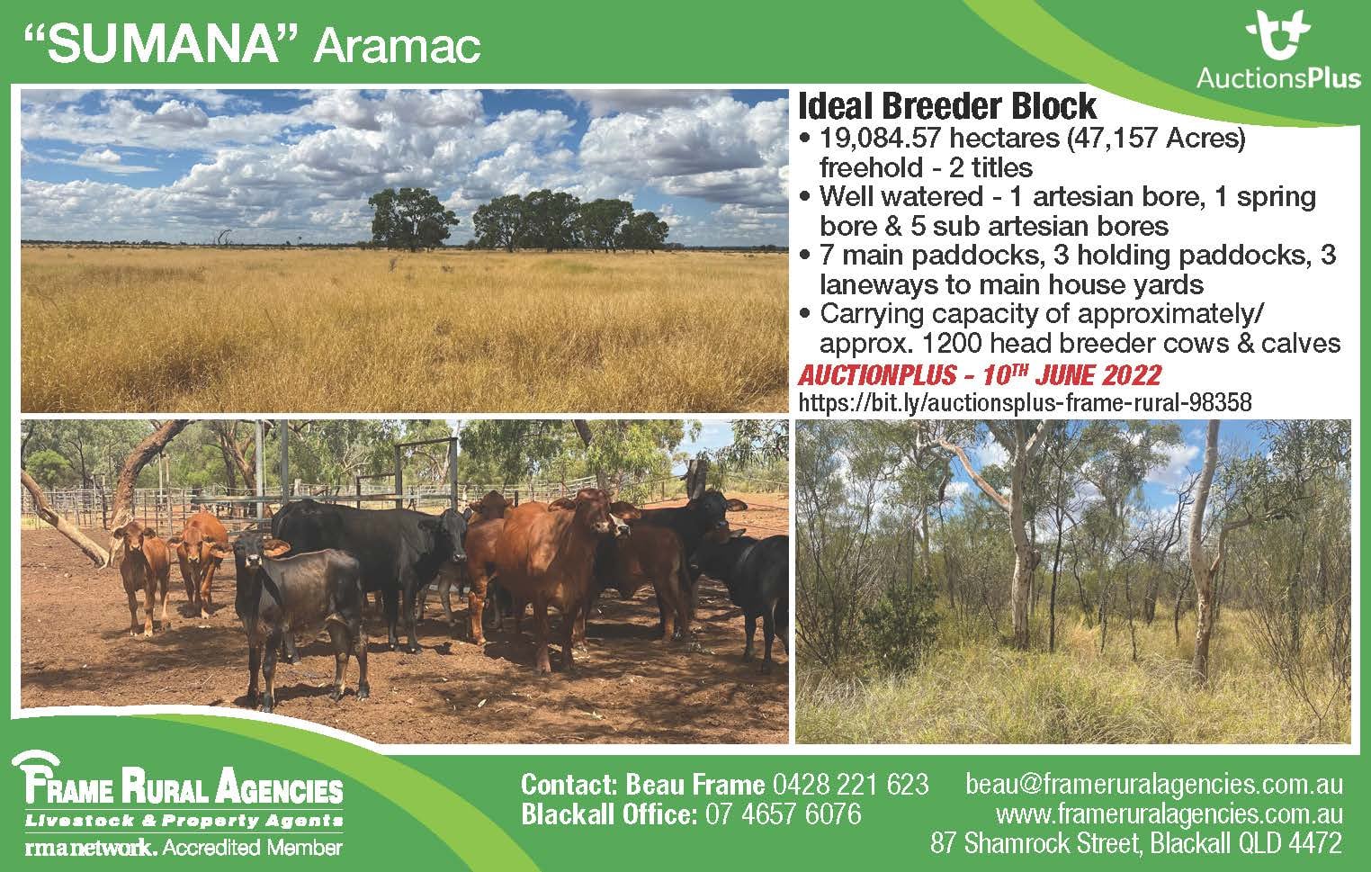 !! SUMANA - FOR AUCTION!!🧑‍⚖️... - Frame Rural Agencies | Facebook