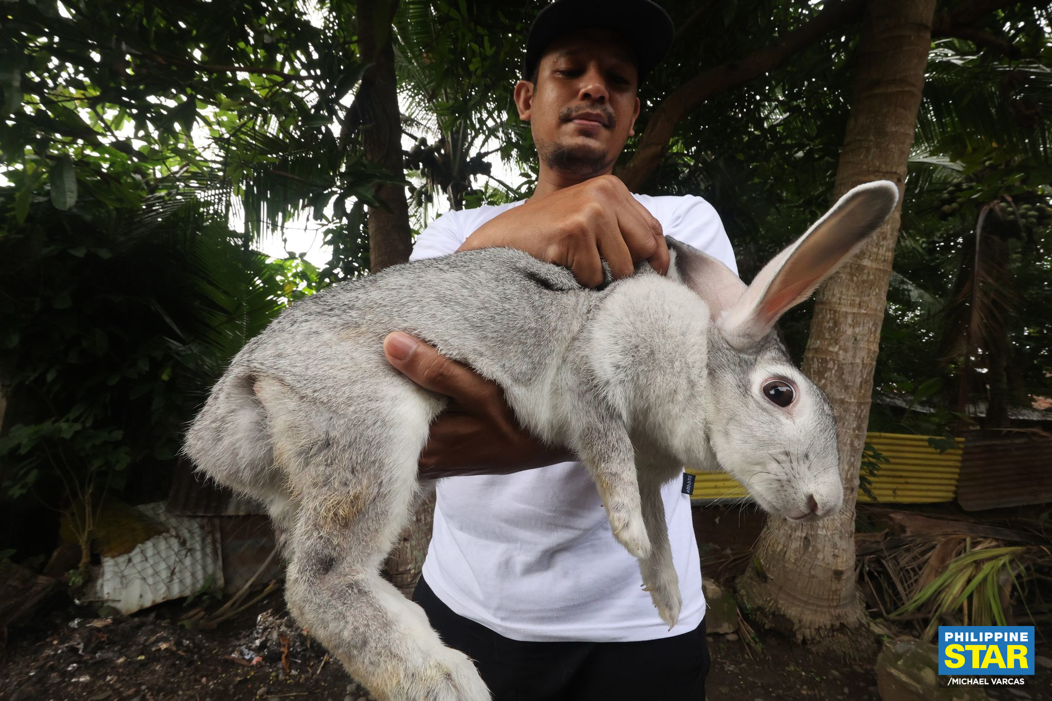 Philippine Star - A rabbit breeder from Echague, Isabela showcased his ...