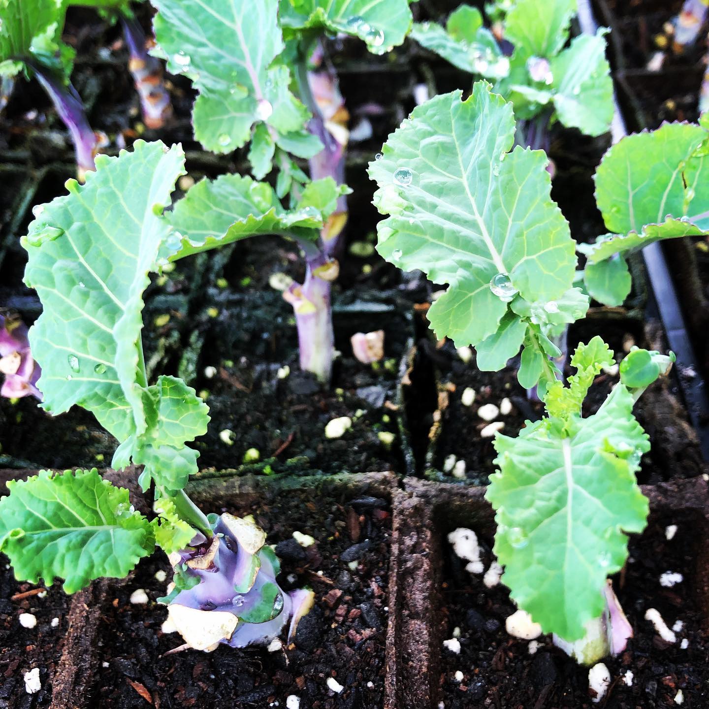 The greenhouse is full of these... - Project Tree Collard | Facebook