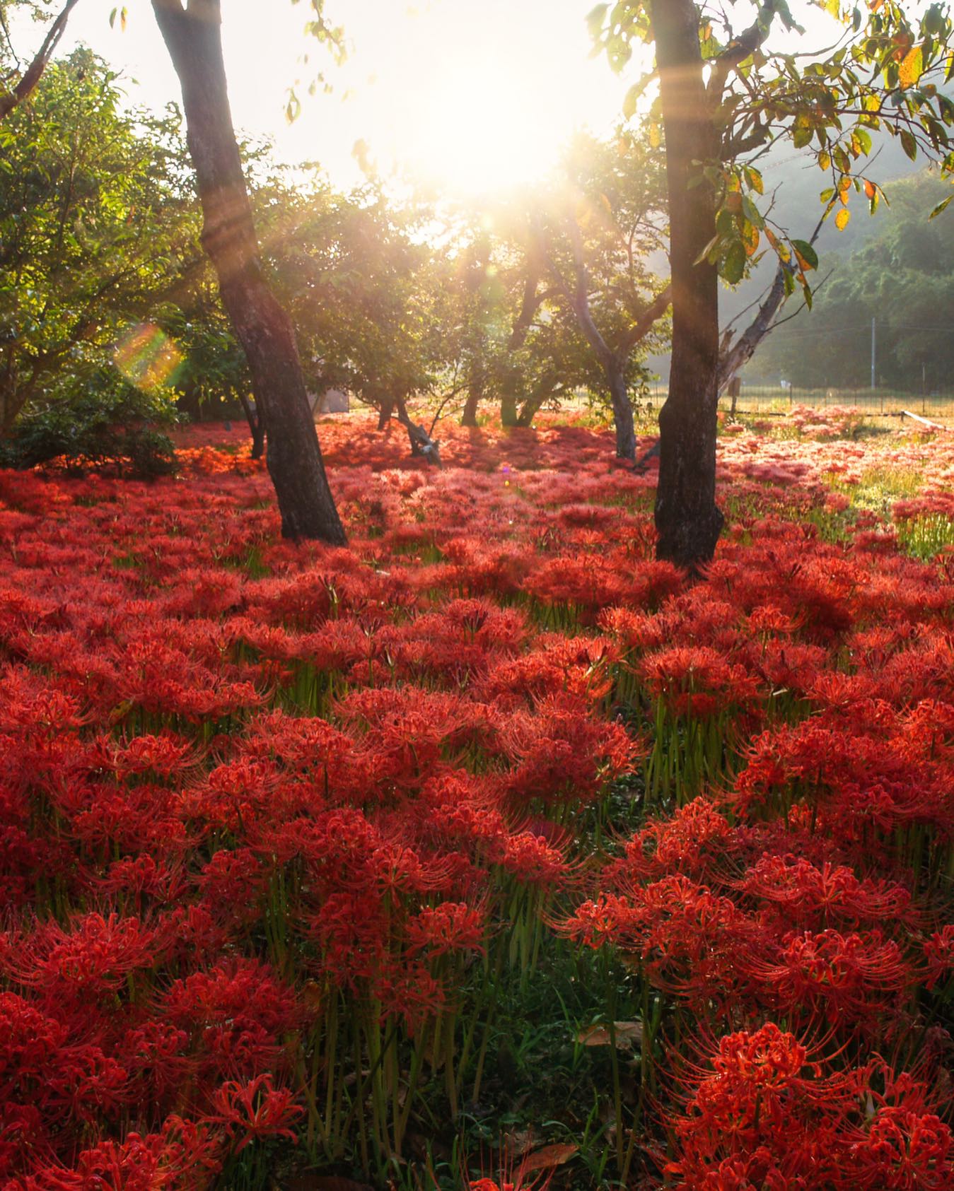 Higanbana blooms in Japan