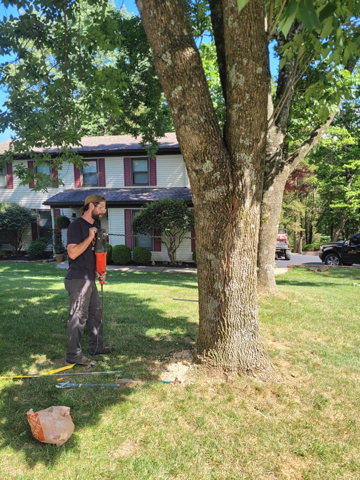 Grand Canopy Tree Service | Louisville KY