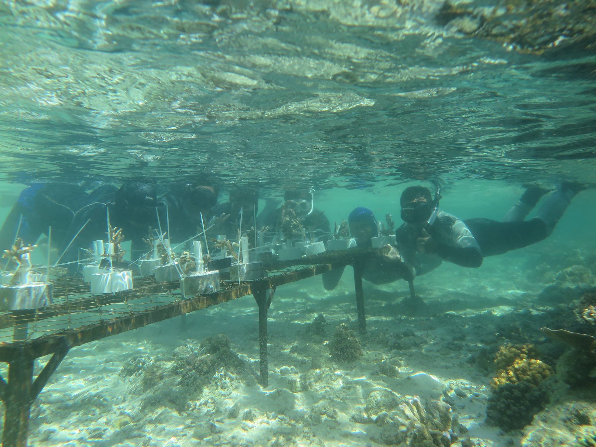 Dive Derawan | Balikpapan