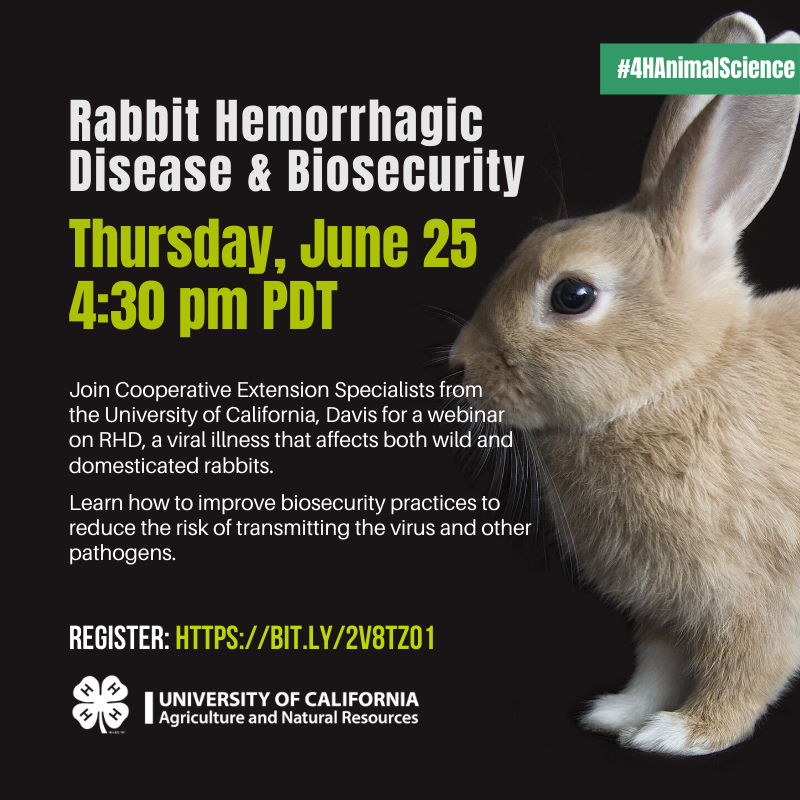 For all our young people with Rabbit Projects! Check out this webinar ...