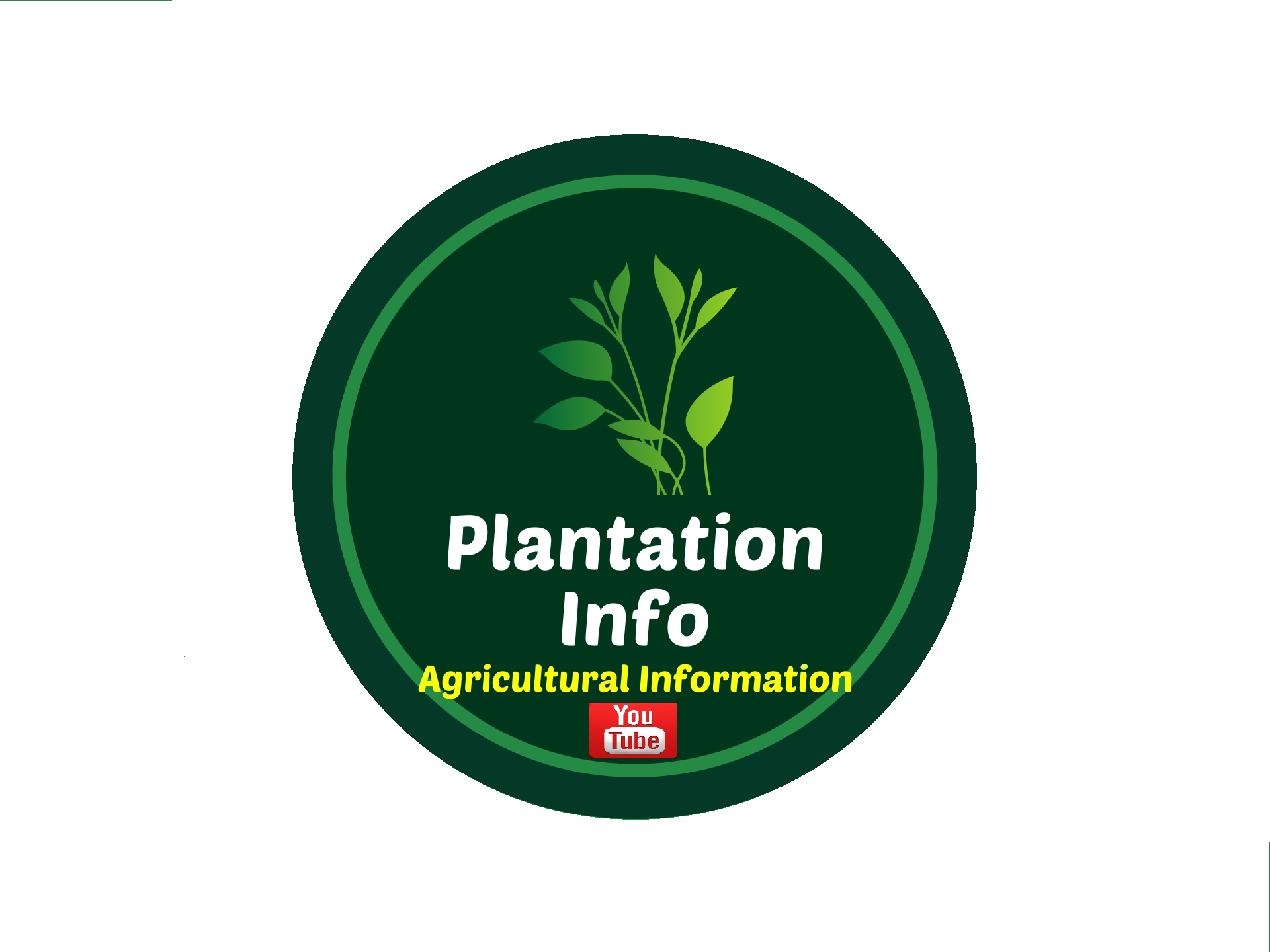 Root mealy bugs | pepper plant wilting #blackpepper#highdensity # ...