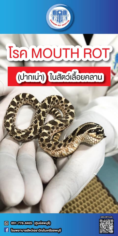 โรค MOUTH ROT... - โรงพยาบาลสัตว์เอราวัณ ศูนย์ลพบุรี | Facebook