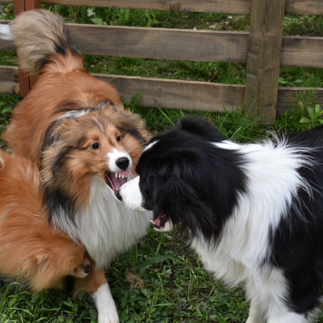 犬の先生 Facebook