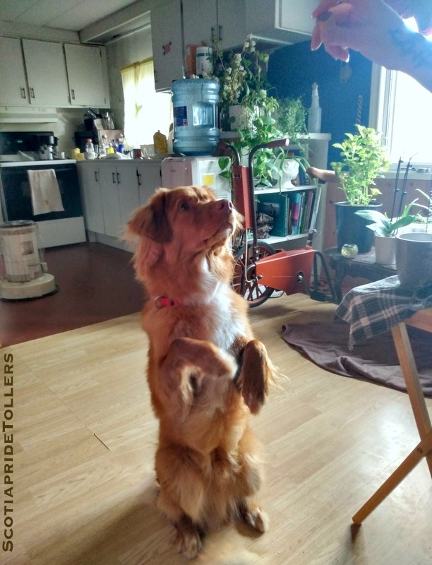 Our Beautiful Ranger! aka Blue Ridge Mountain Ranger Gwen... - Nova ...