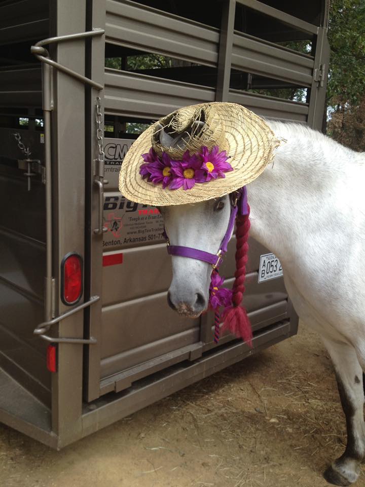 Kickapoo Ponies Texas added a new... - Kickapoo Ponies Texas