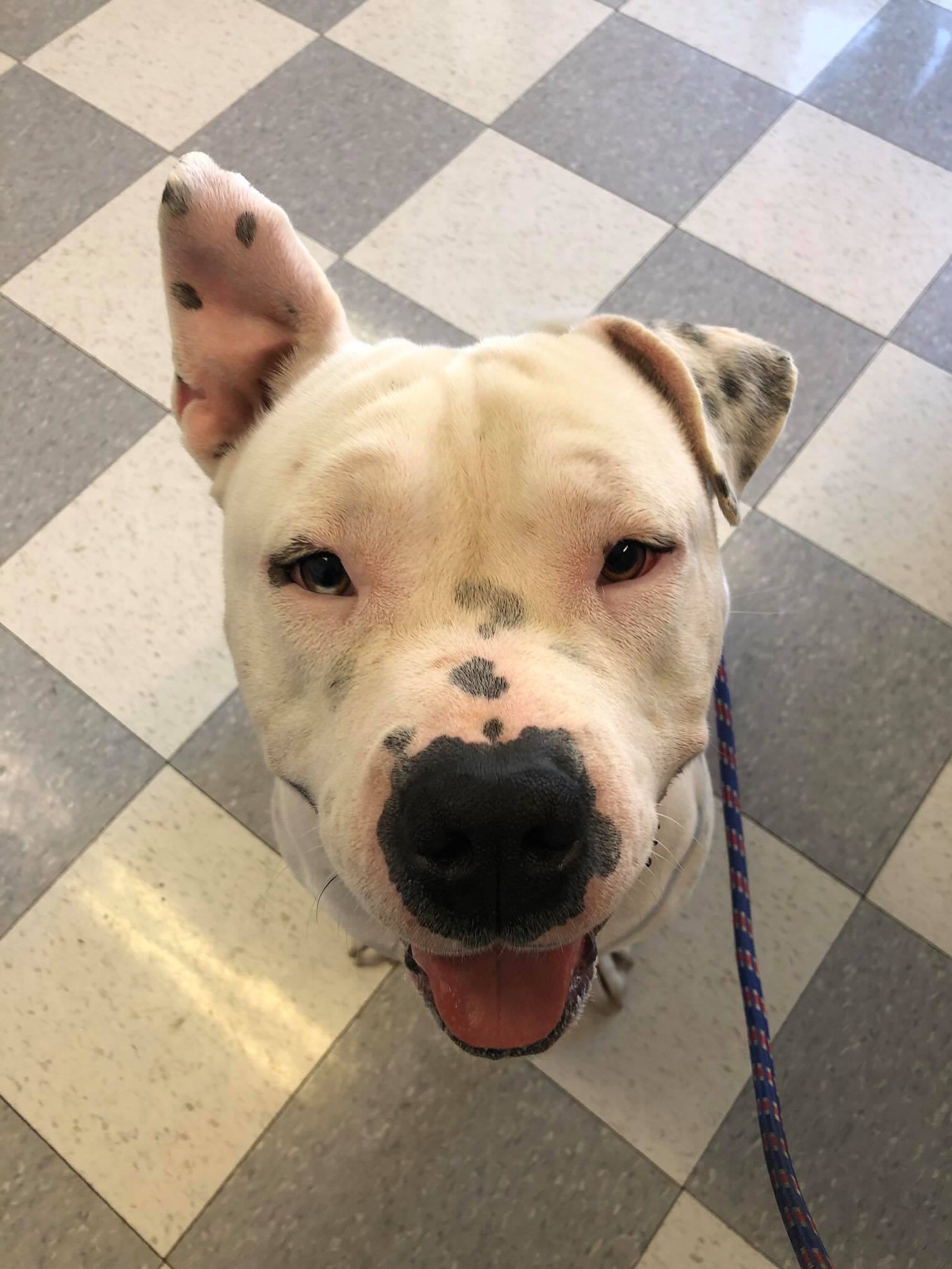 We have two amazing pups... - Pibble and All Paws Rescue | Facebook