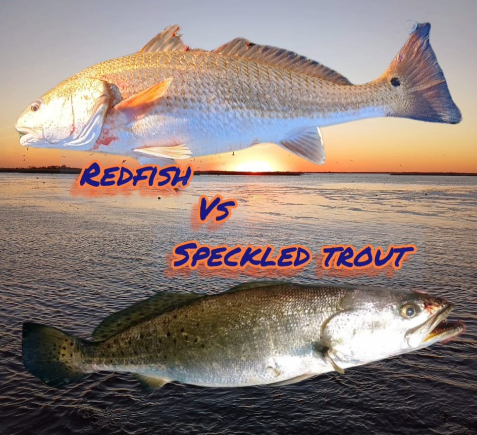 1950s speckle trout and red fish lures Speckled Box | Like an Expert Works great in stained or clear water Morning Fishing Trip Yields Reds