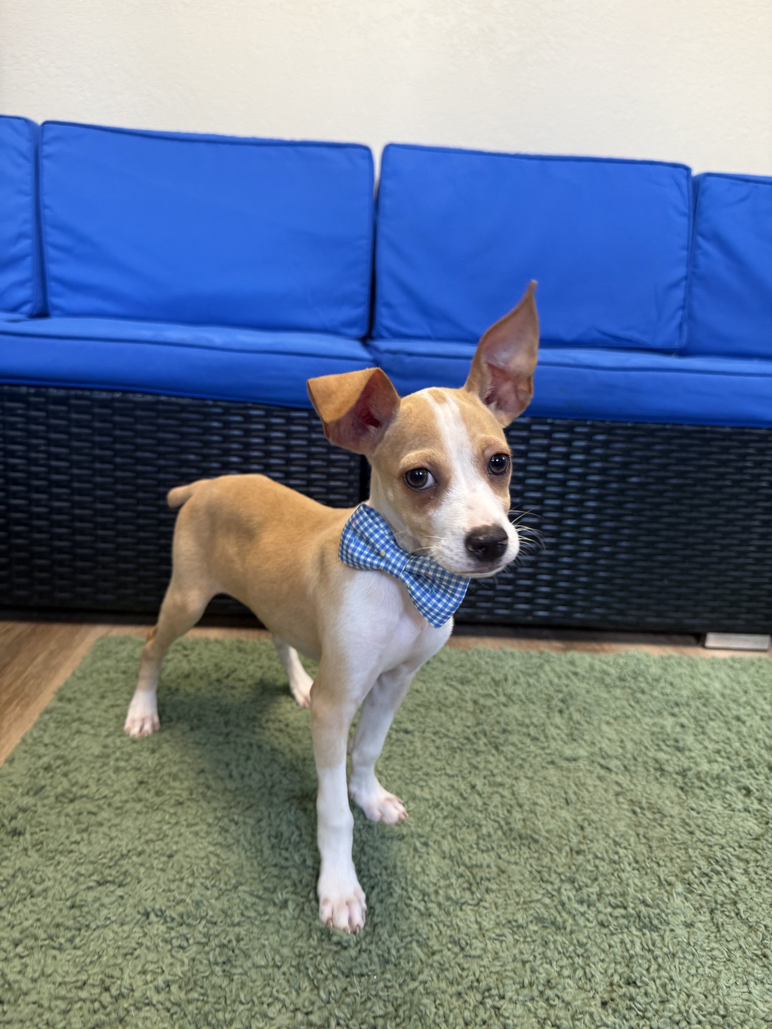 Adoption Event At Pet Supermarket in Brandon