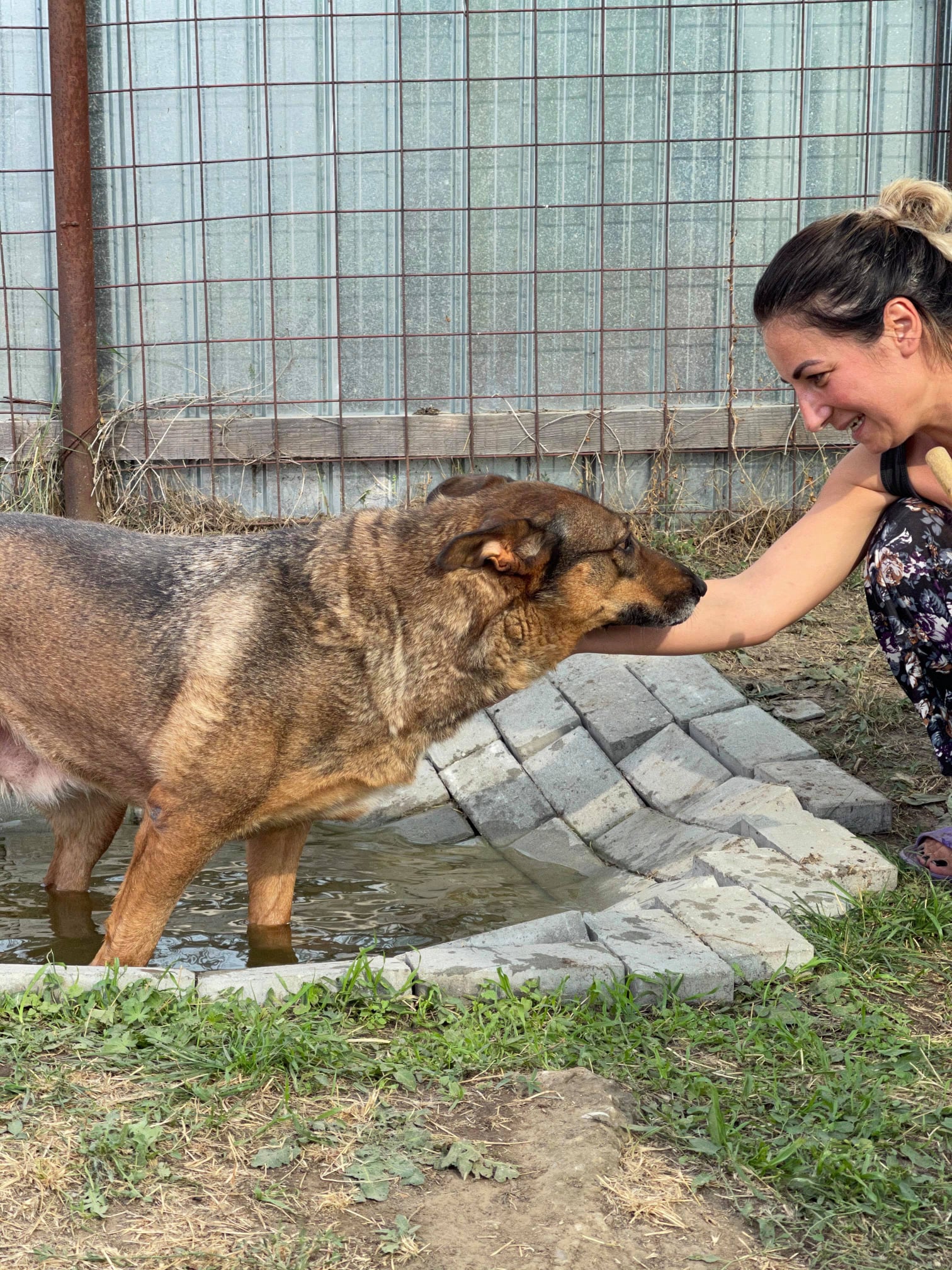 Bea... - Romanian Rescue Appeal Medium/Large Dogs for Adoption | Facebook