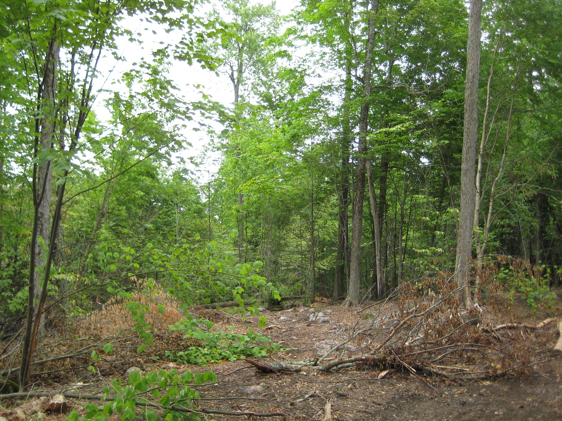 Howard Land & Forestry Consultants | South Colton NY