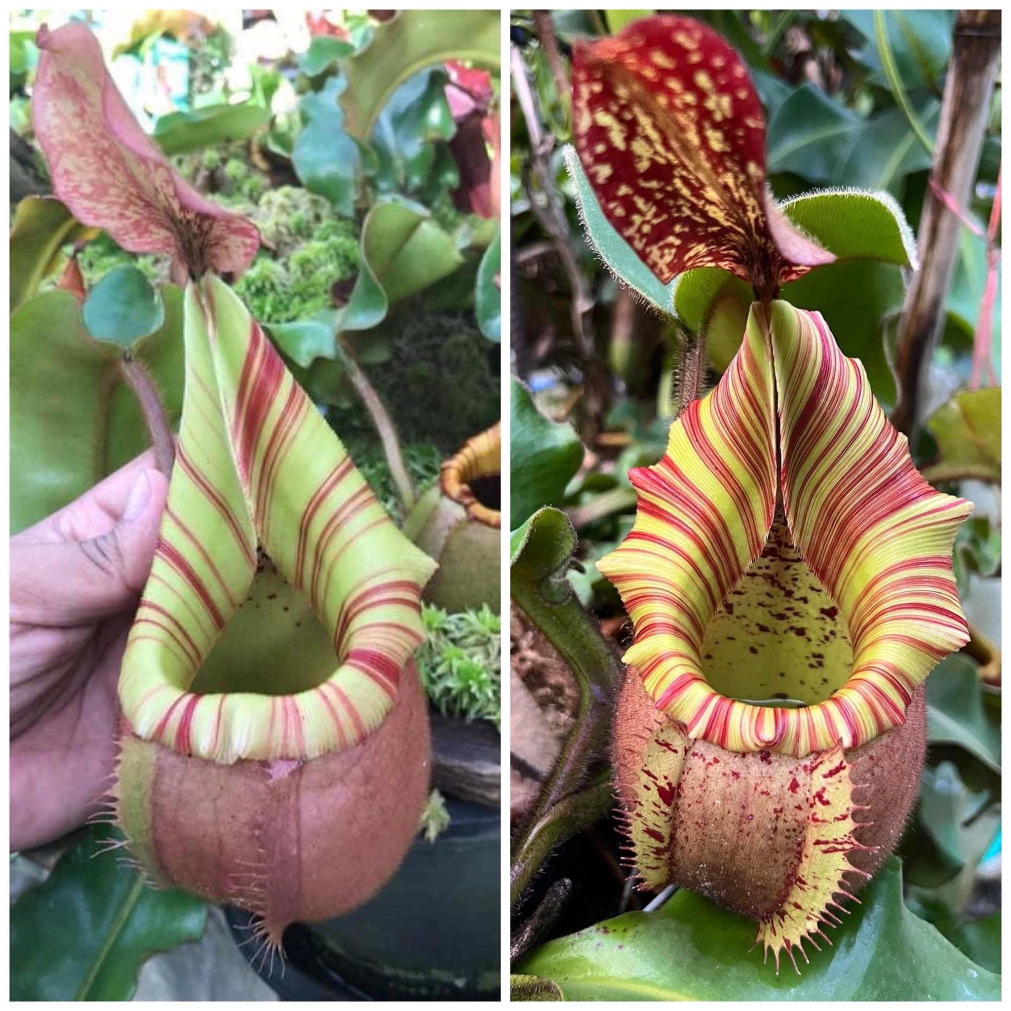 N.veitchii candy x candy aka 